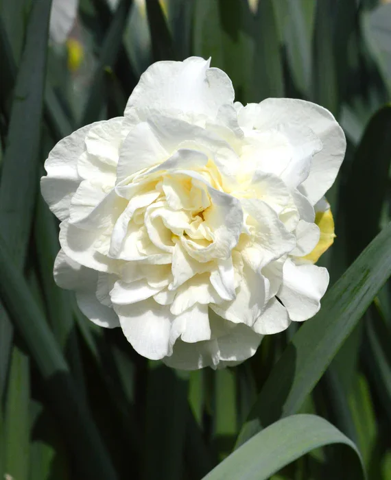 Daffodil Obdam
