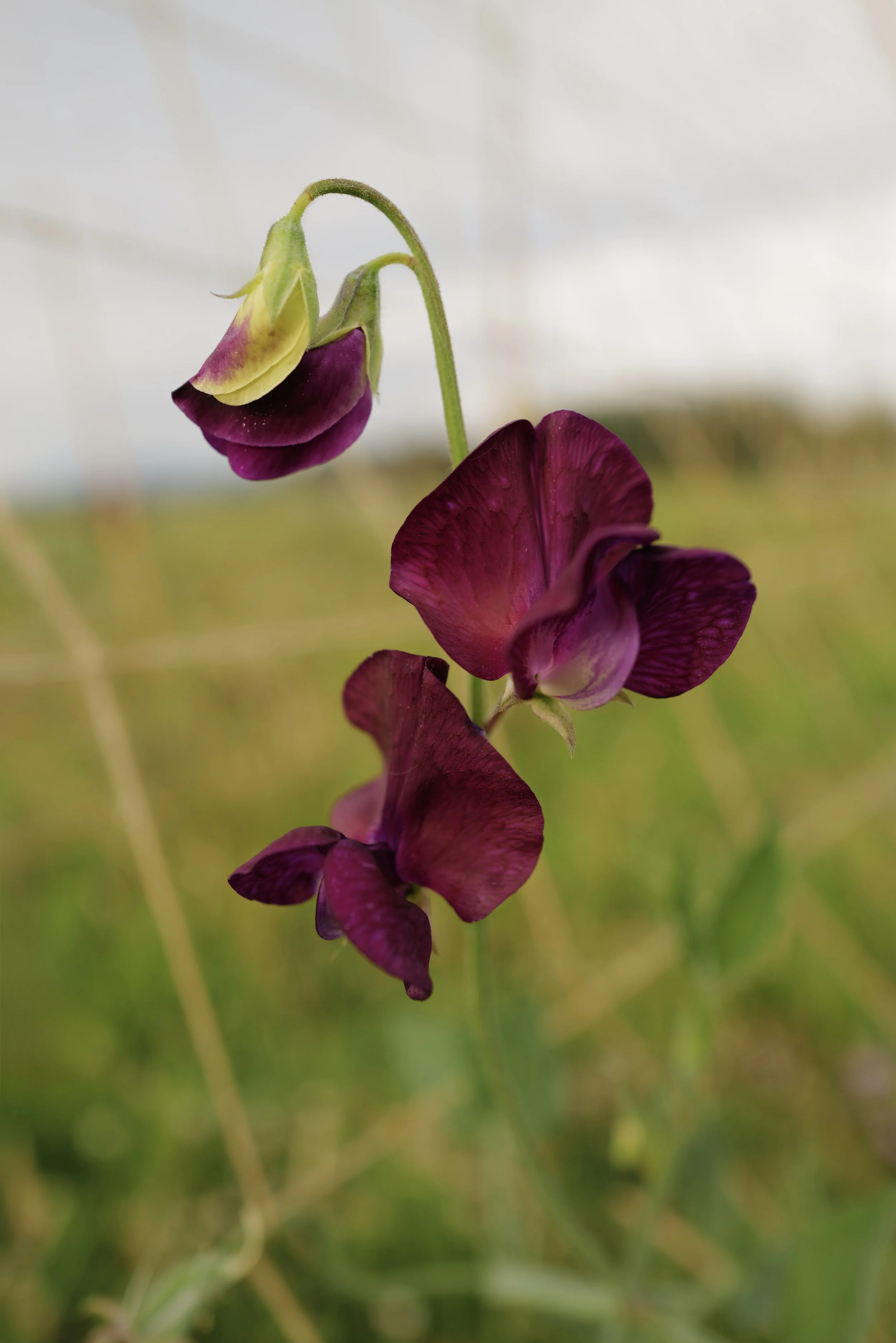 Sweet Pea Riviera Montpellier