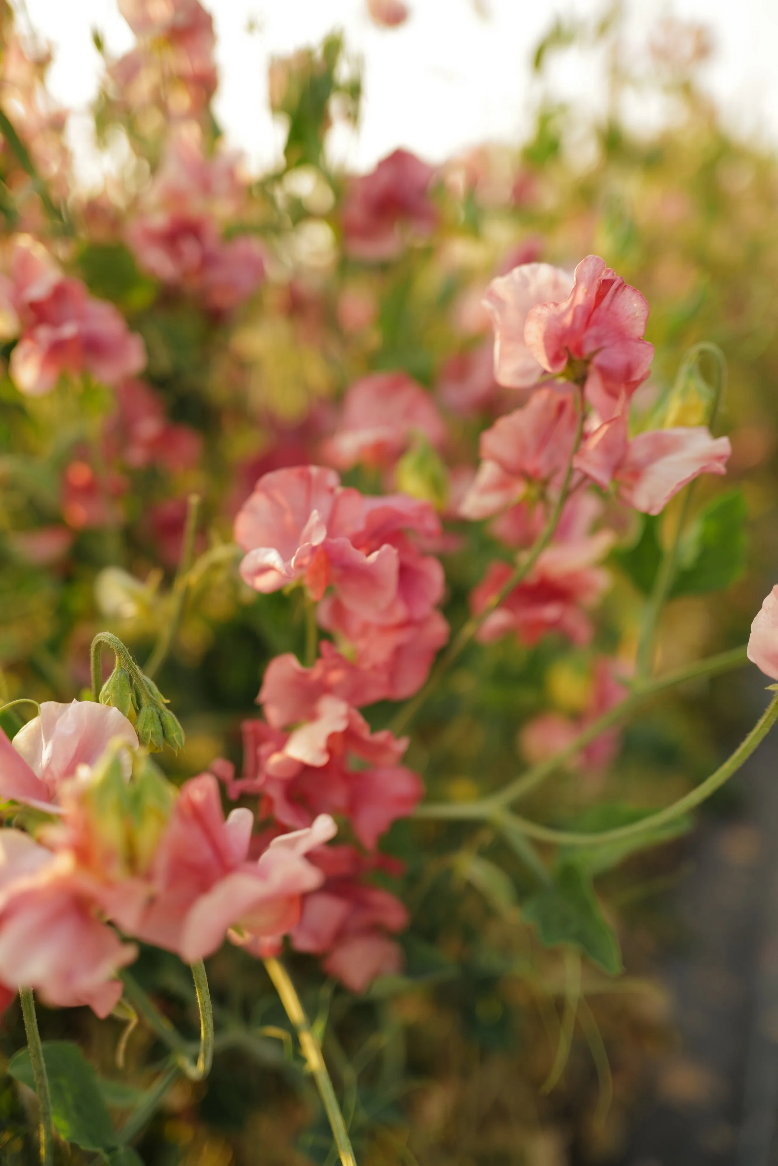 Sweet Pea Kings Ransom