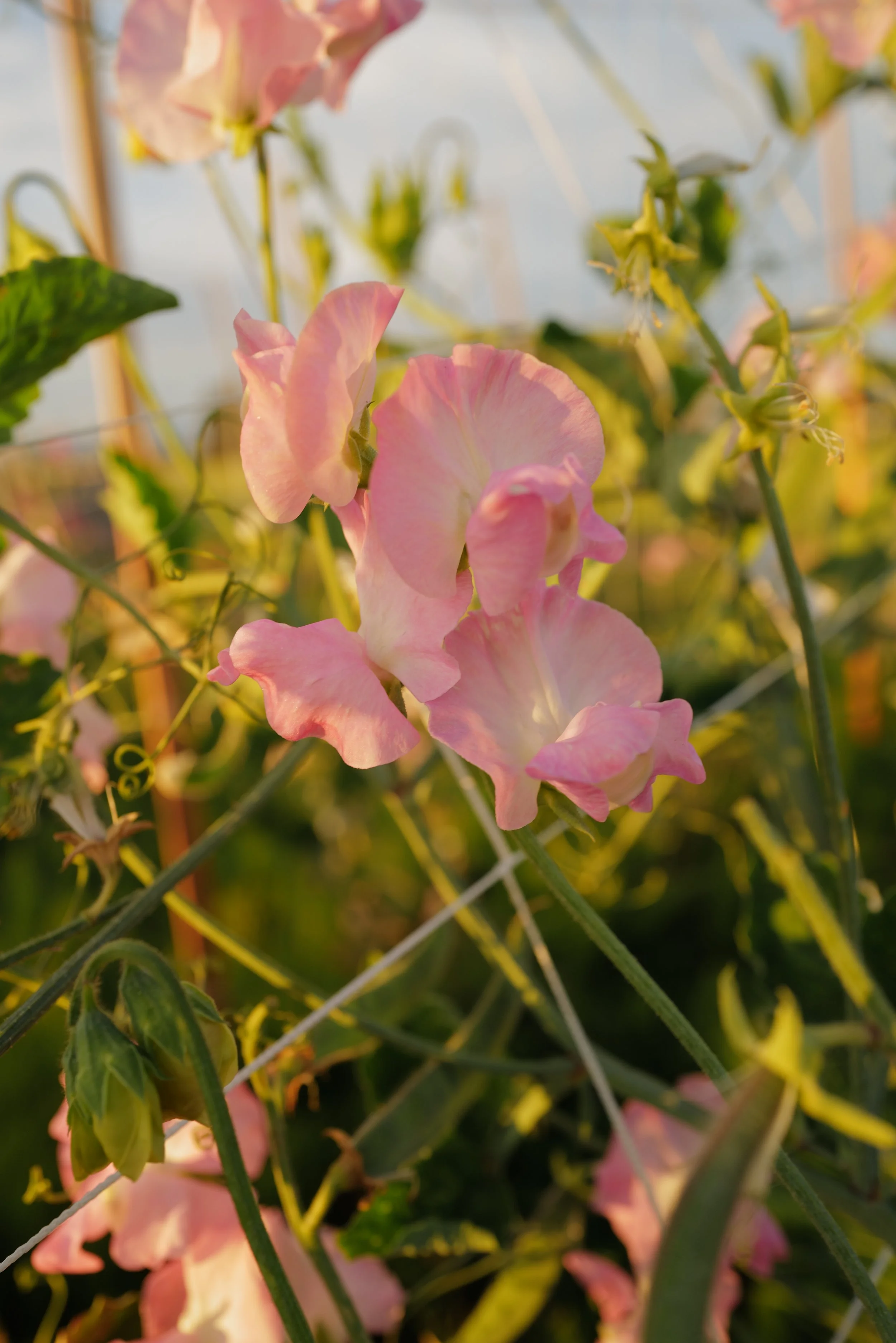 Sweet Pea Patricia Marilyn