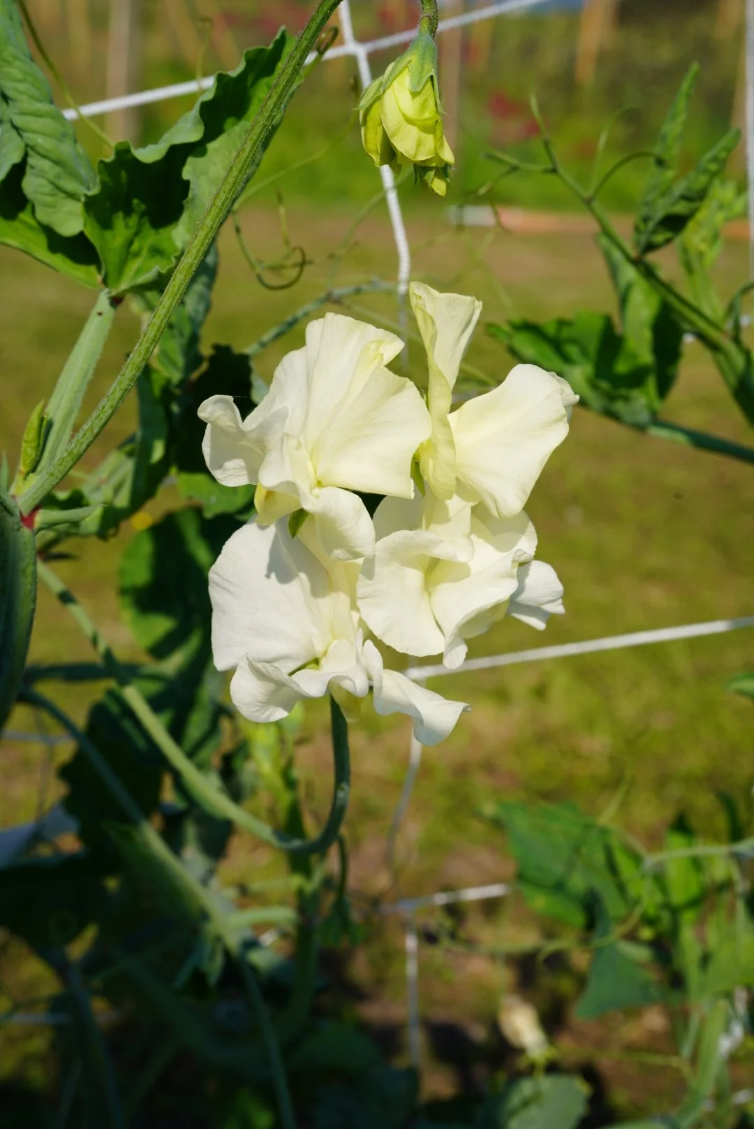 DSC05313.JPG