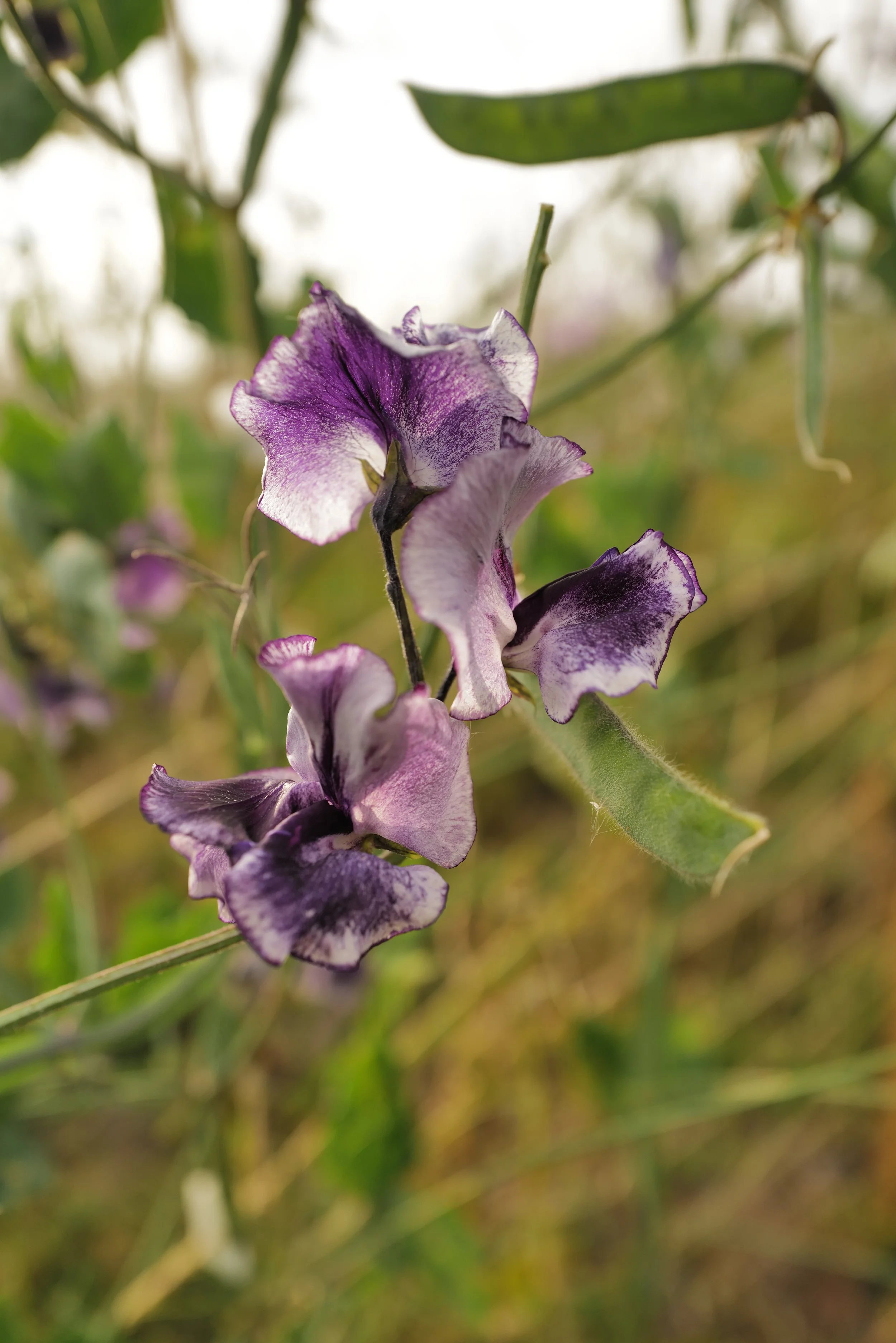 Sweet Pea Tom Atherton
