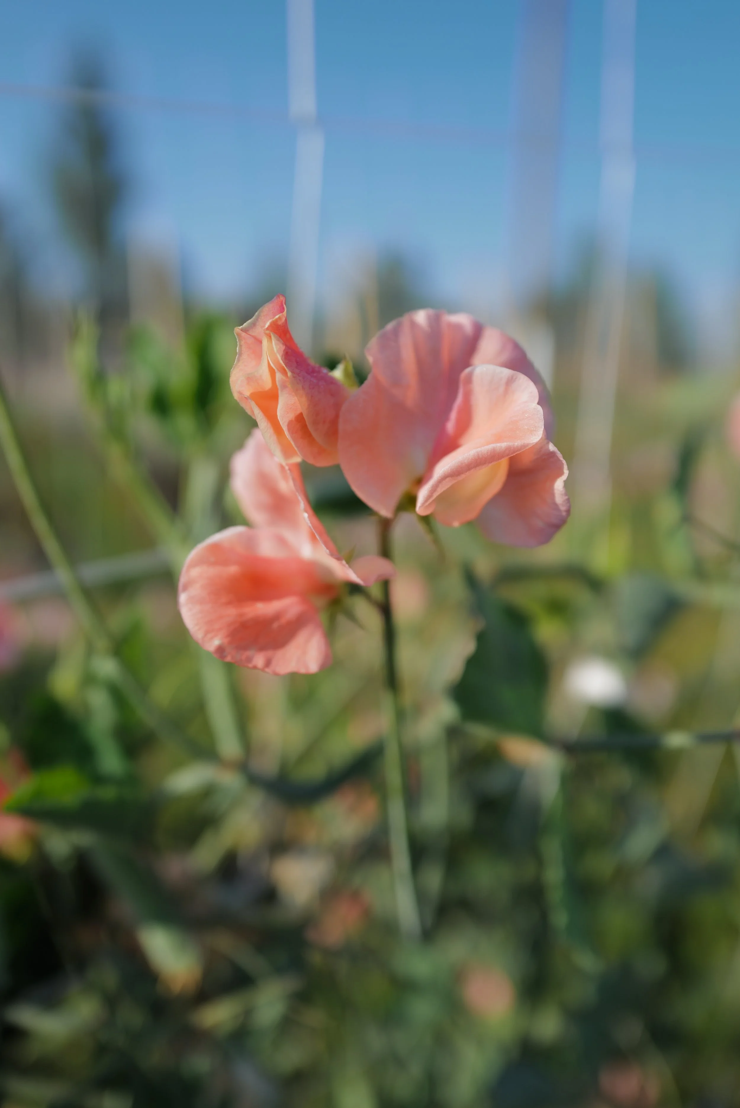 Sweet Pea Apricot Queen