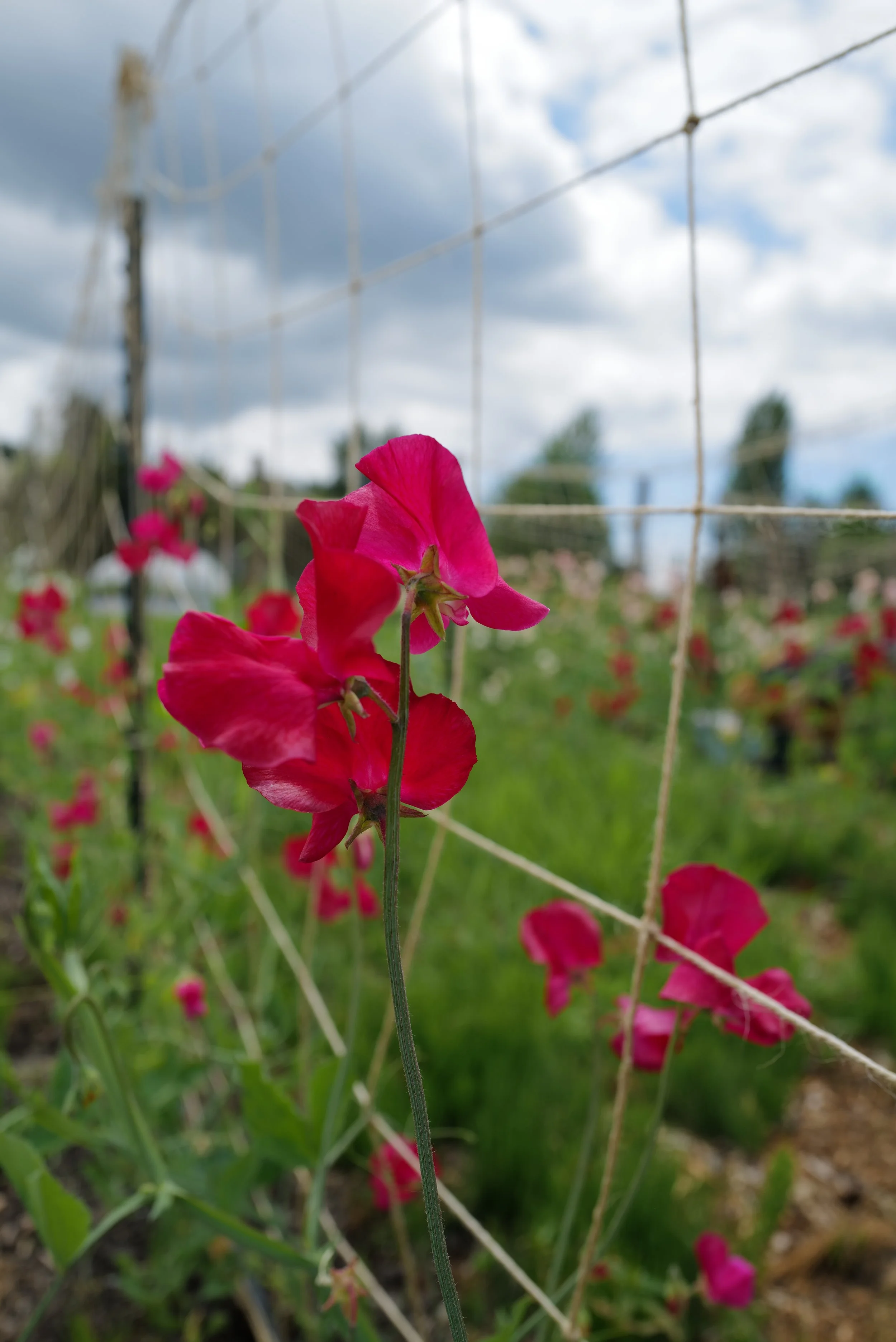 Sweet Pea Millennium