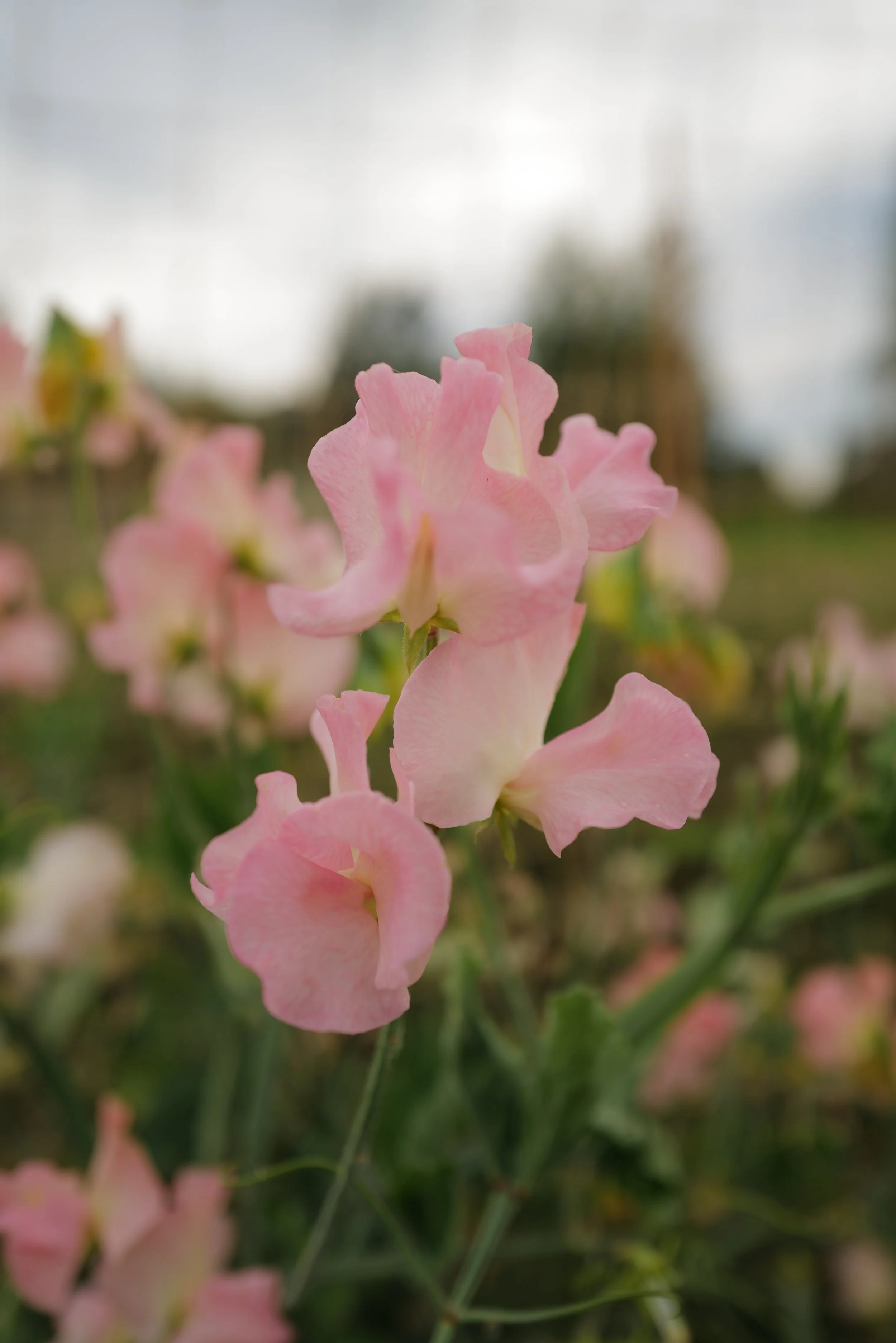 Sweet Pea Heaven Scent