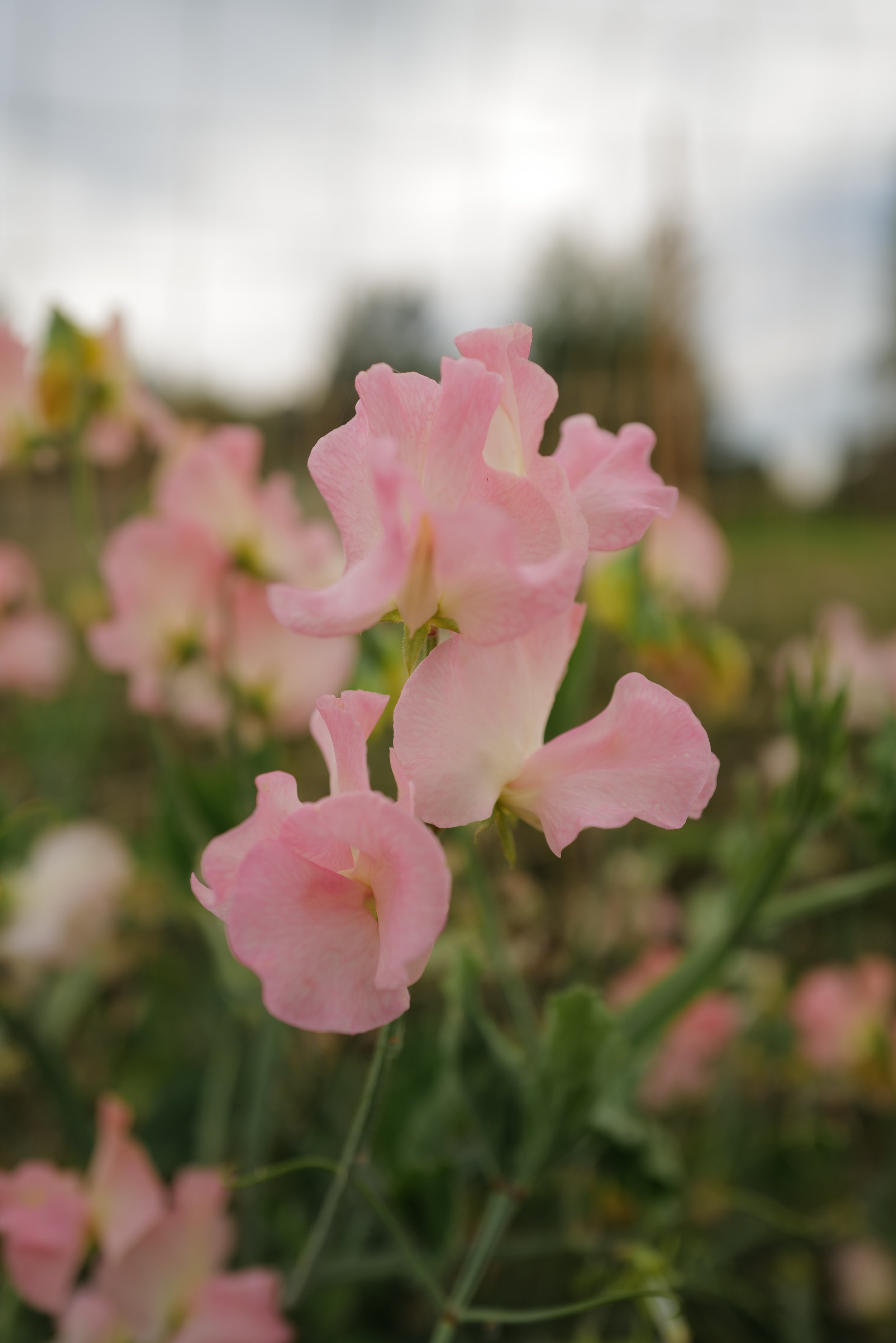Sweet Pea Heaven Scent