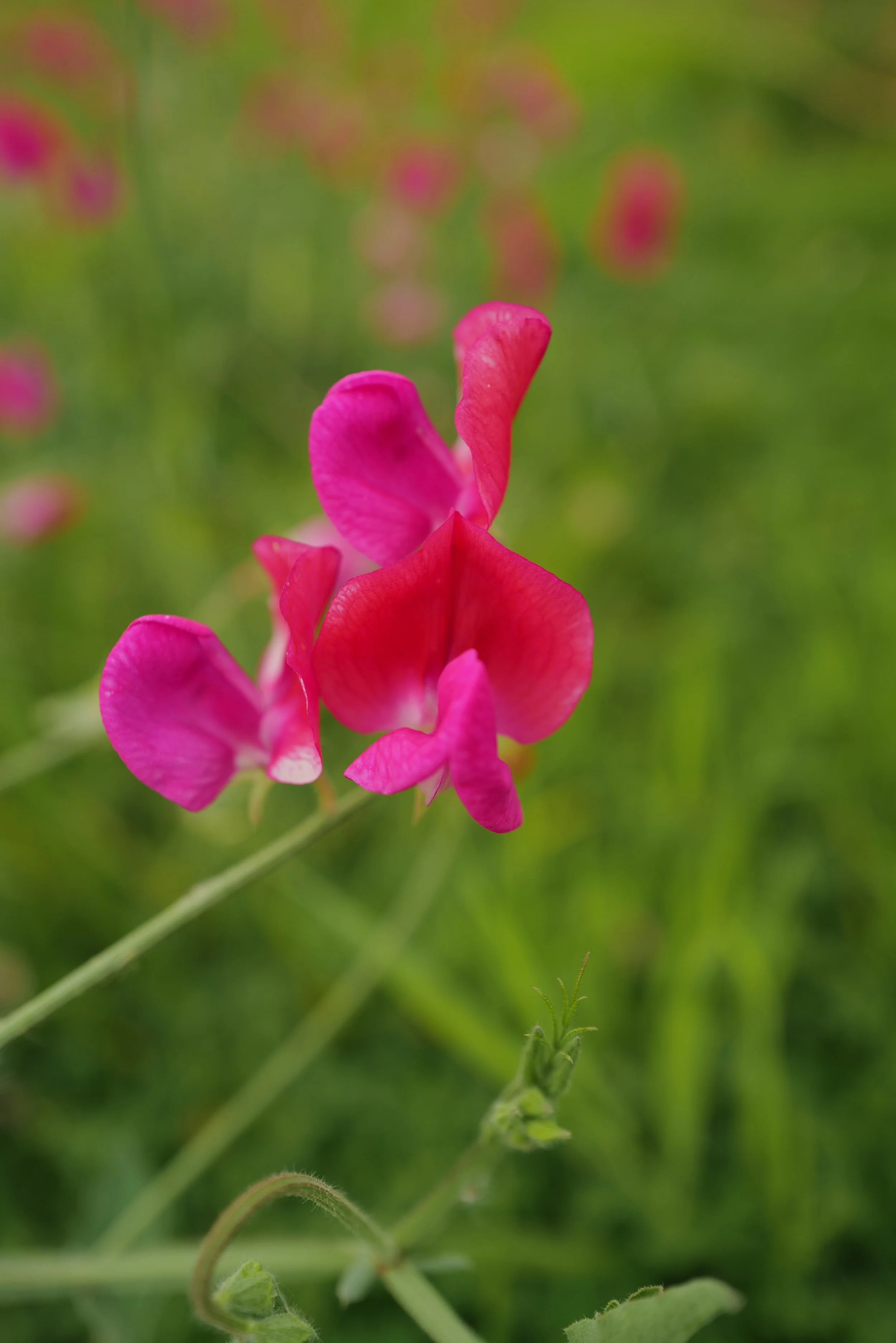 Sweet Pea Prince Edward of York