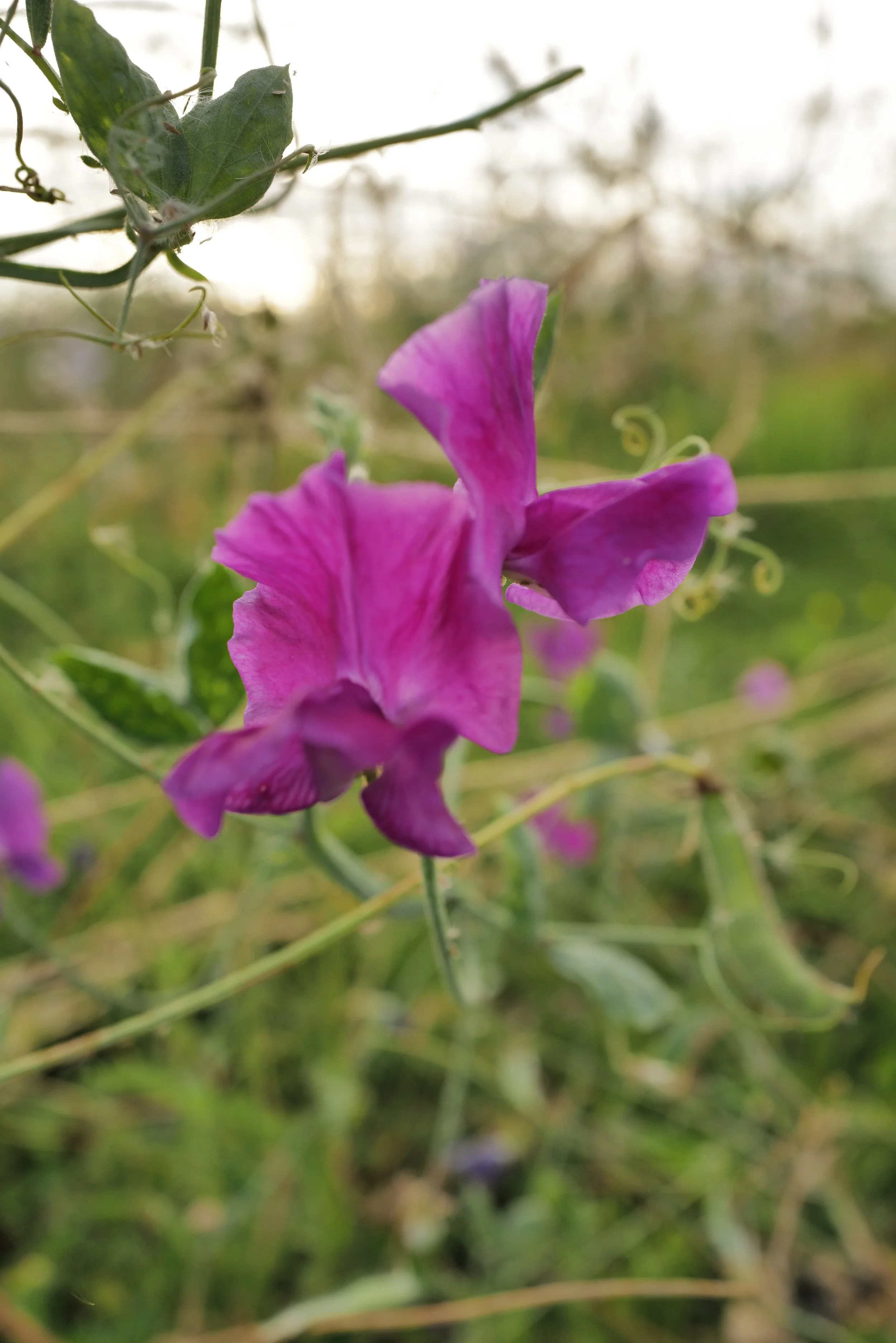 L1020813.JPG