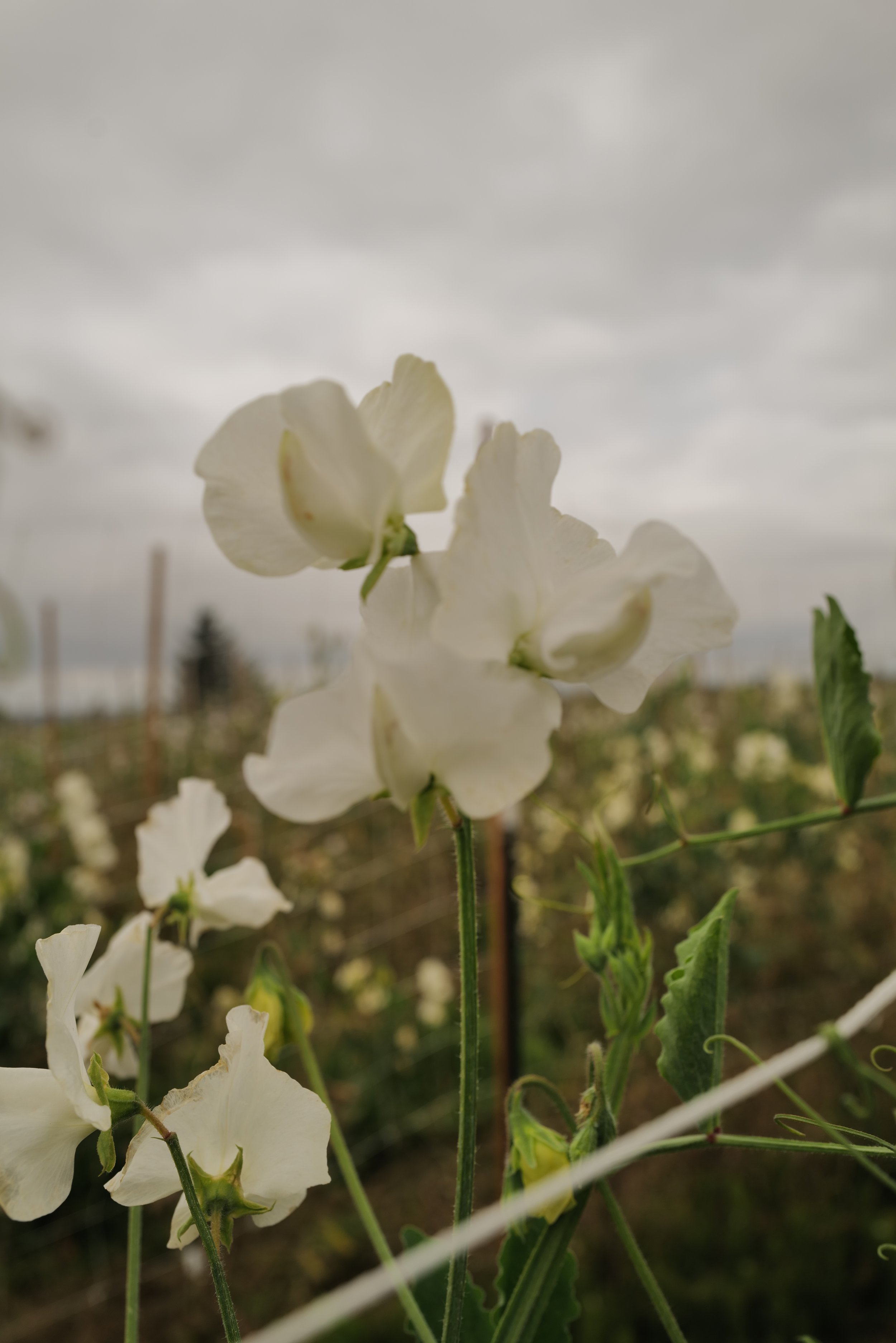 Wild Swan Sweet Pea - Songbird Seed Co..JPG