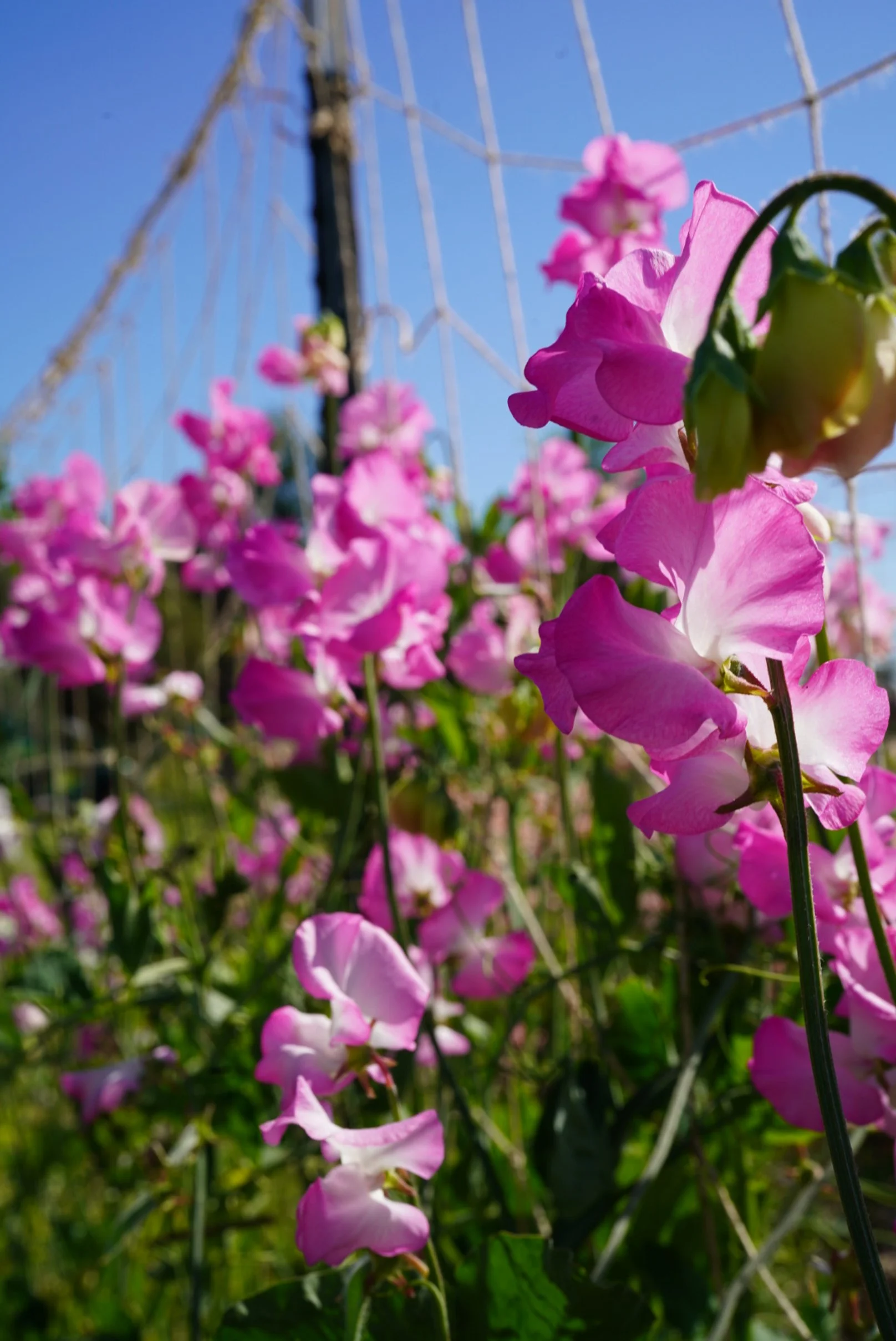 Sweet Pea Gwendoline