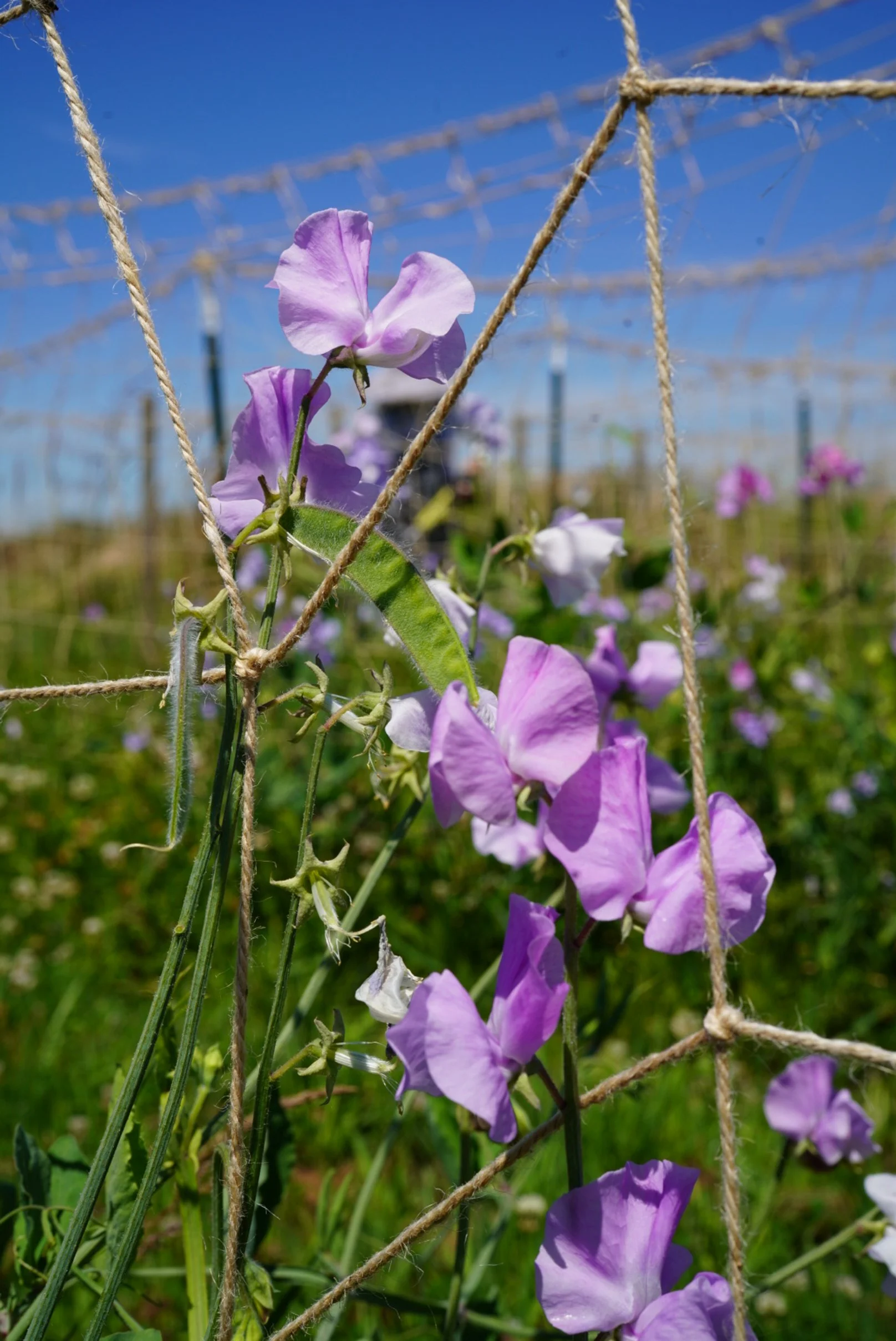 Oyama Russian Blue - Lumpy