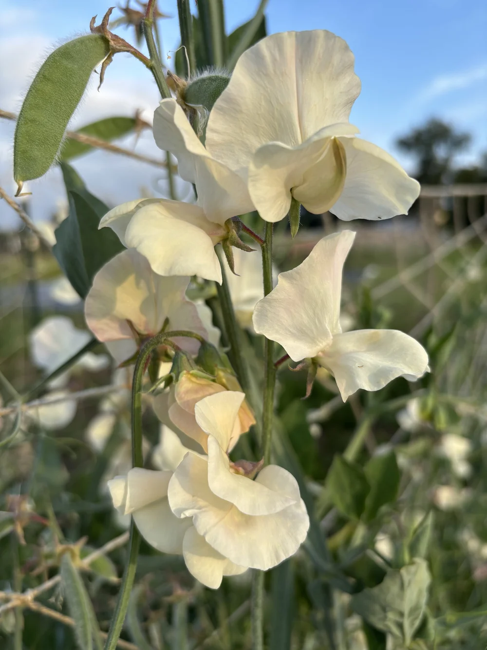 Seed Shop | Discover & Grow Today! — Songbird Seed Co.