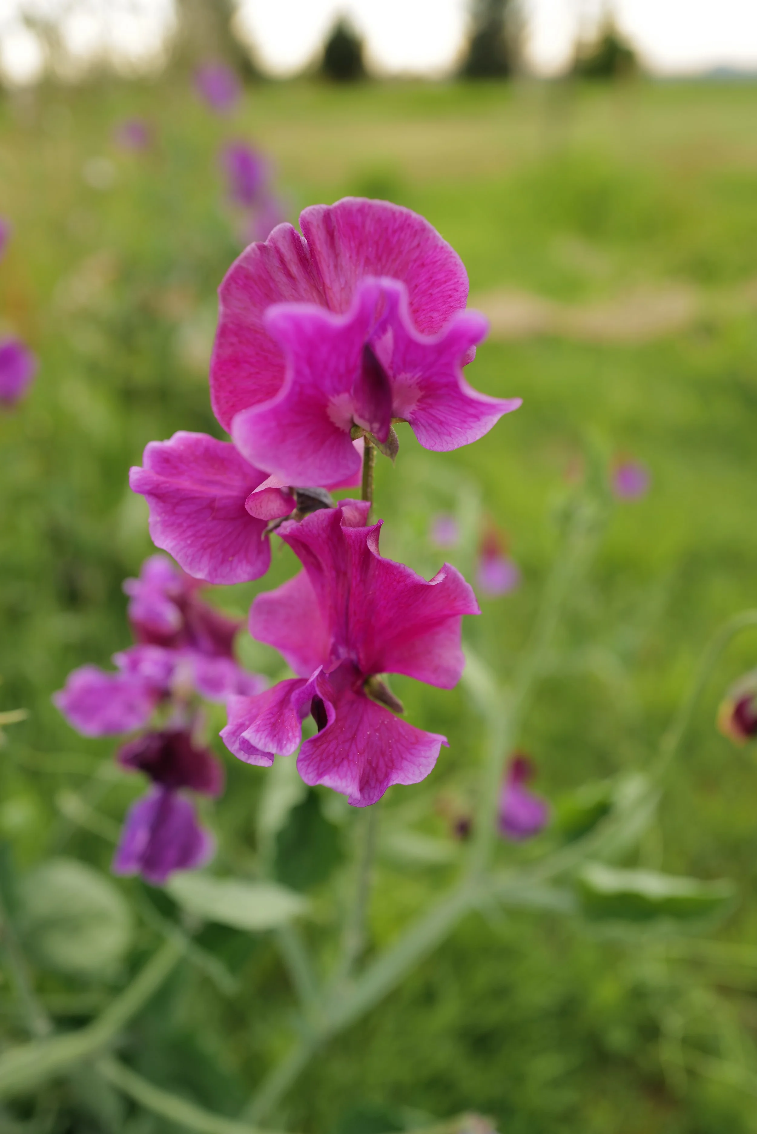 Sweet Pea Terry Davey