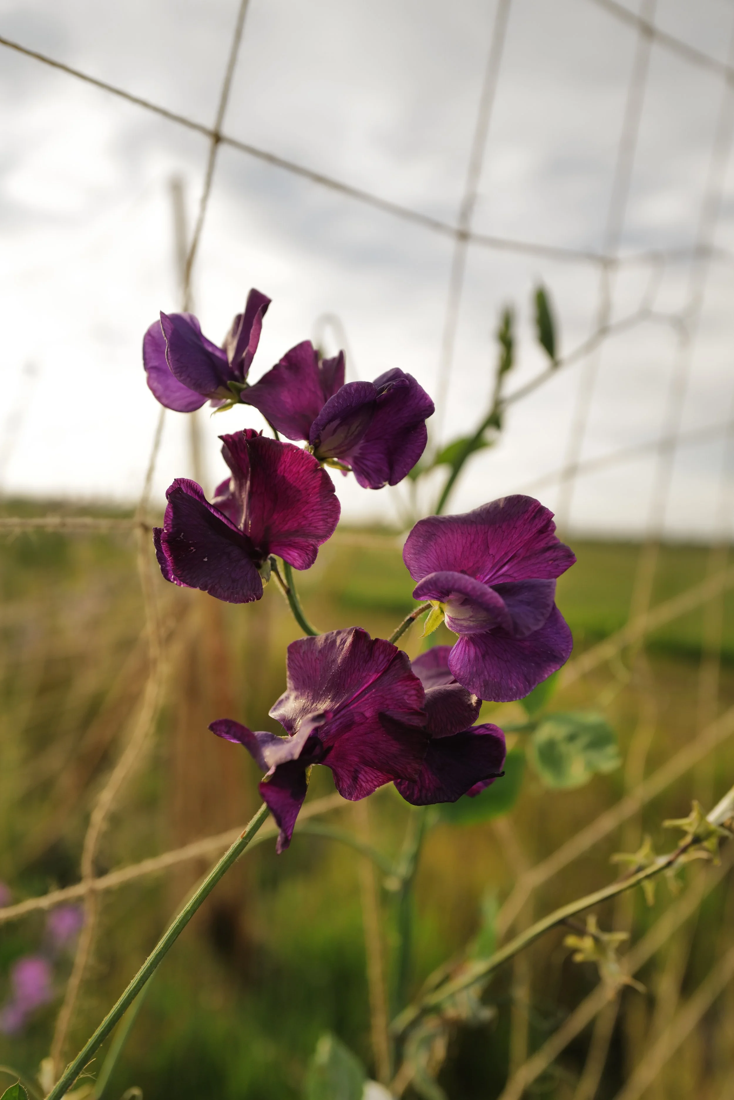 Sweet Pea Welcome to Yorkshire