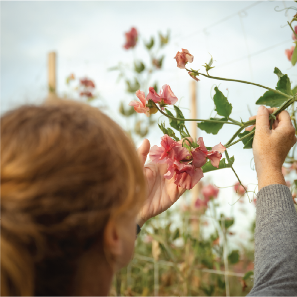 Introduction to Sweet Pea Growing - Oct 17, 10am - 12pm