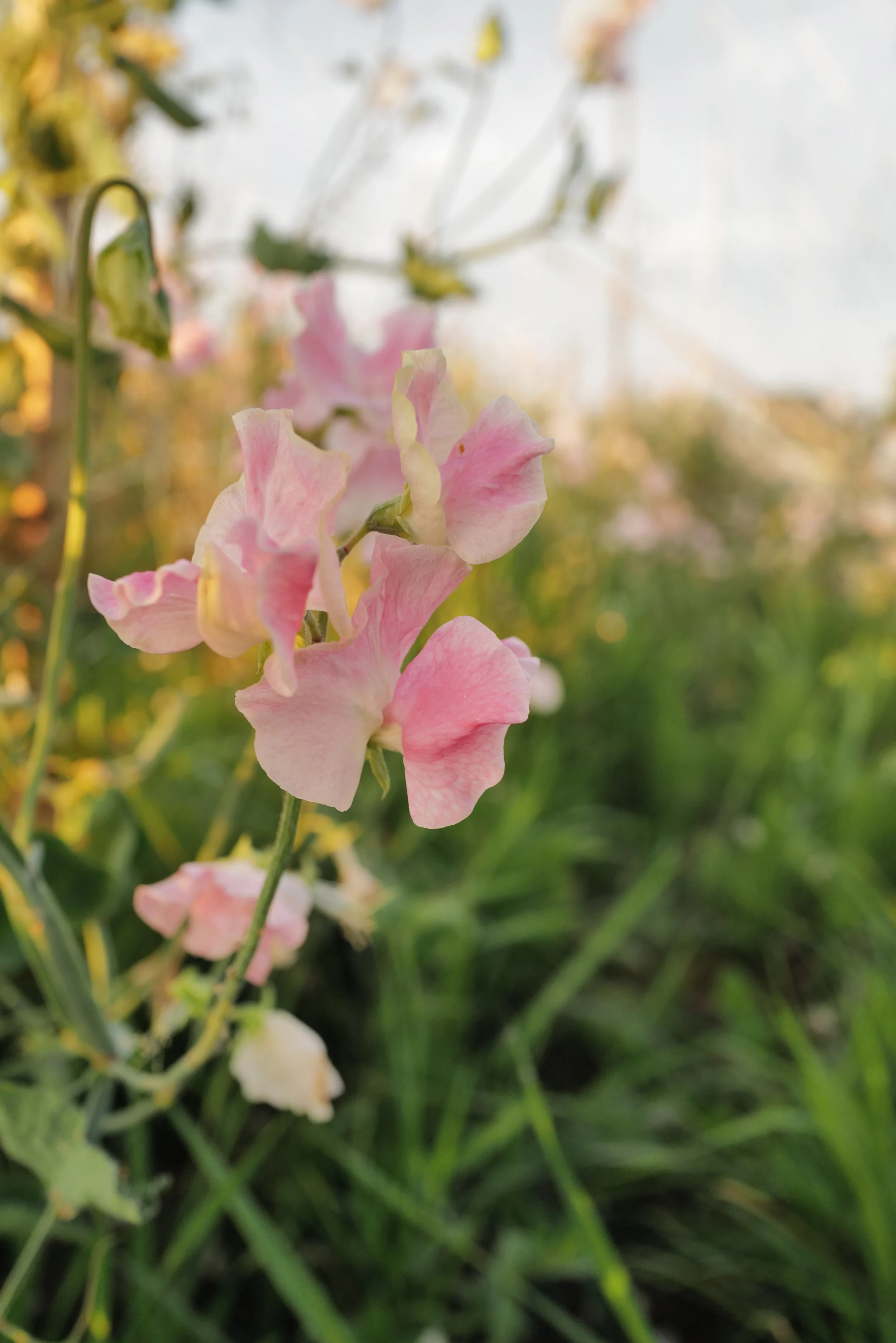 Sweet Pea John Gray