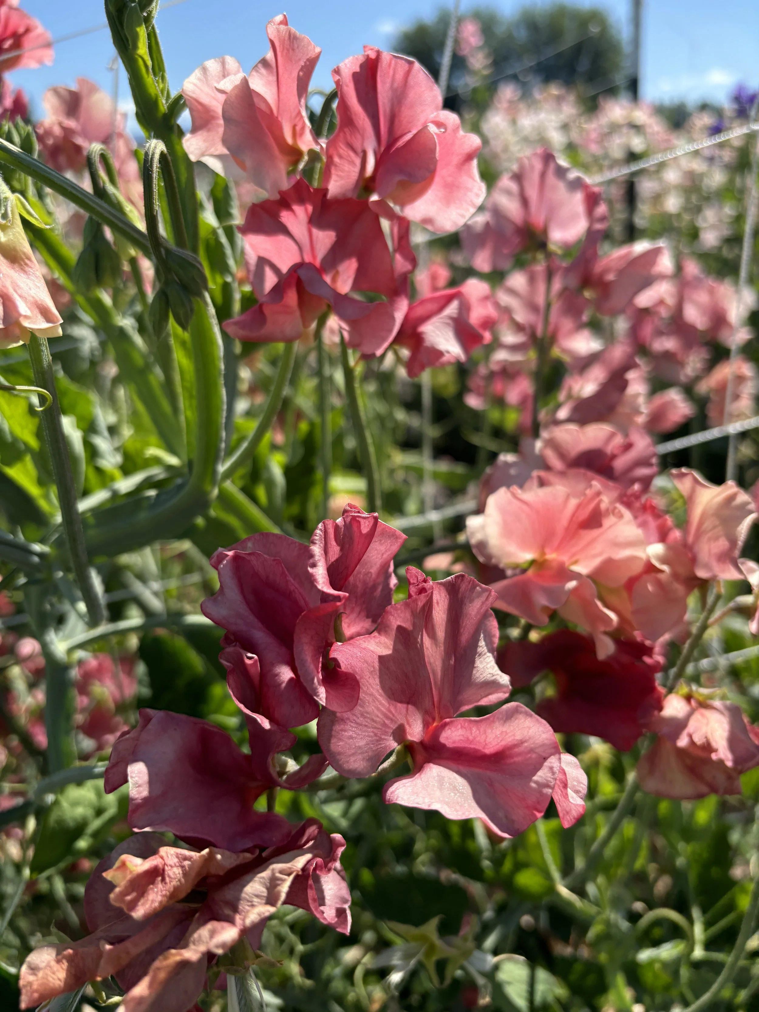 Sweet Pea Kings Ransom