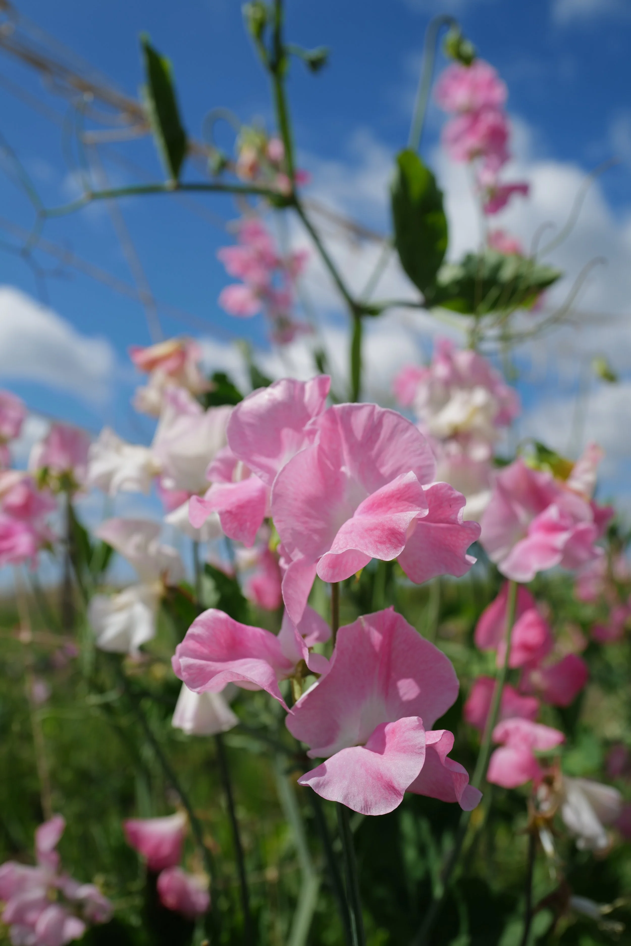 Sweet Pea Mrs. Bernard Jones