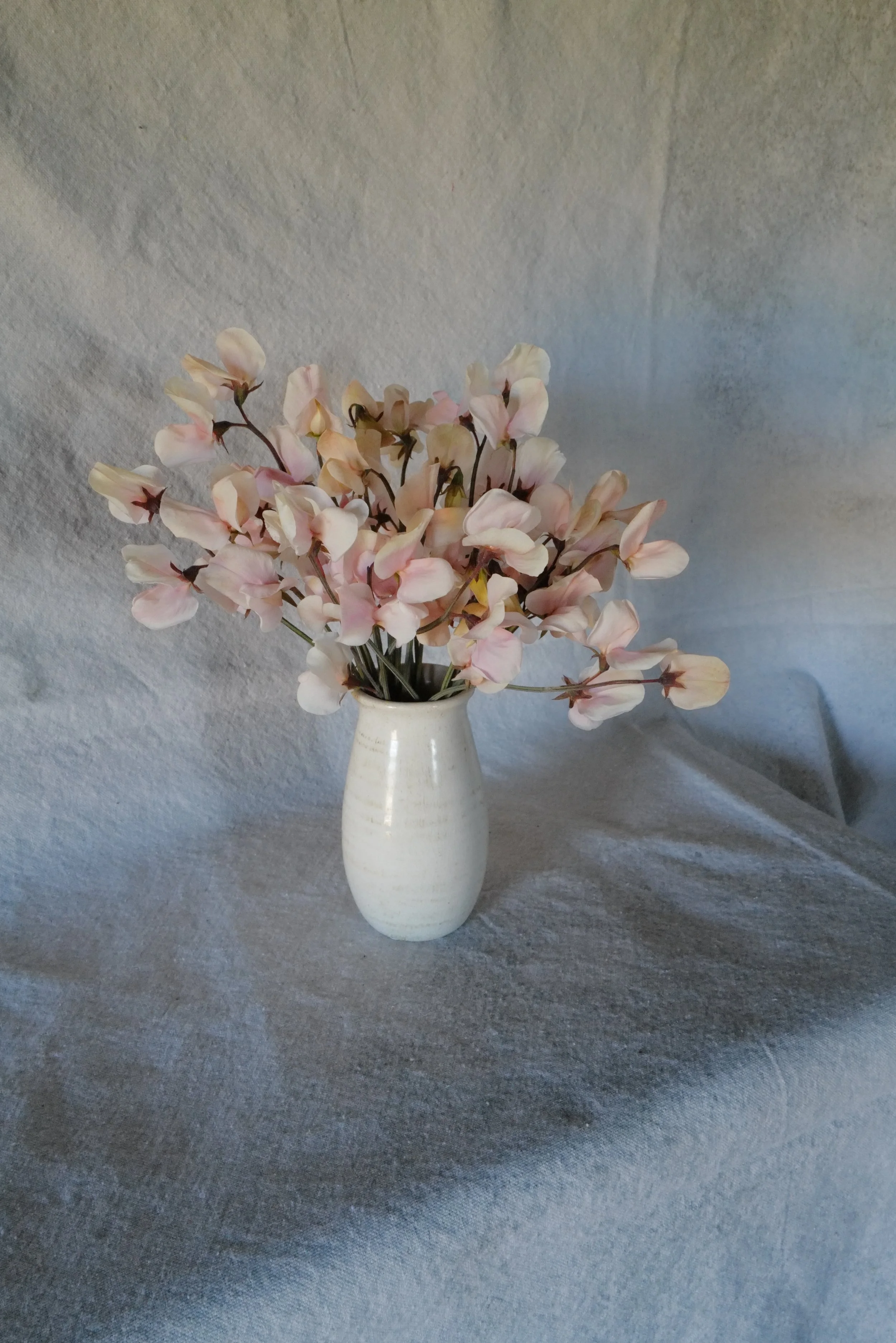 Shell Pink7.JPG