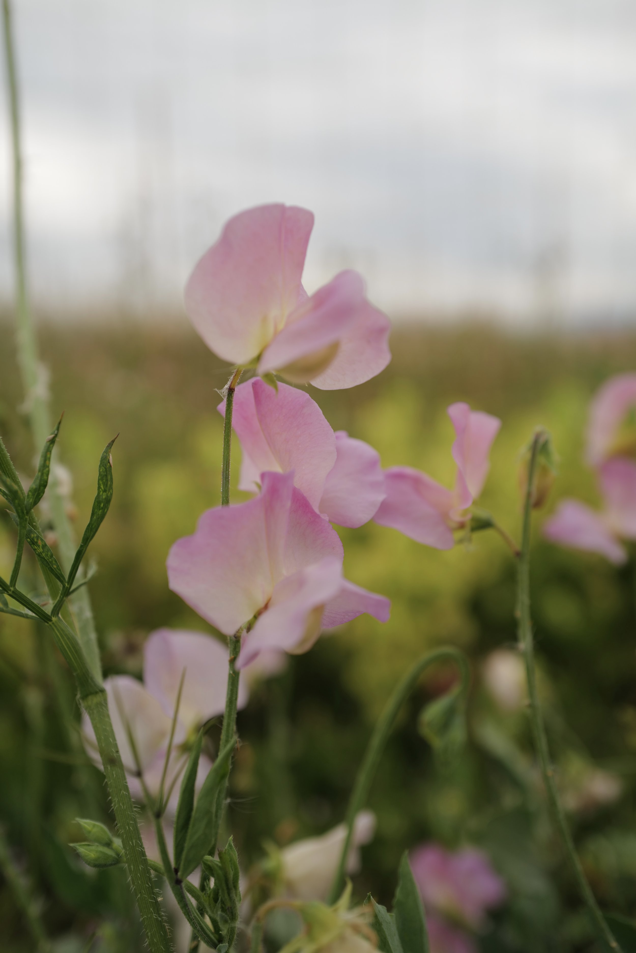 Sweet Pea Alisa