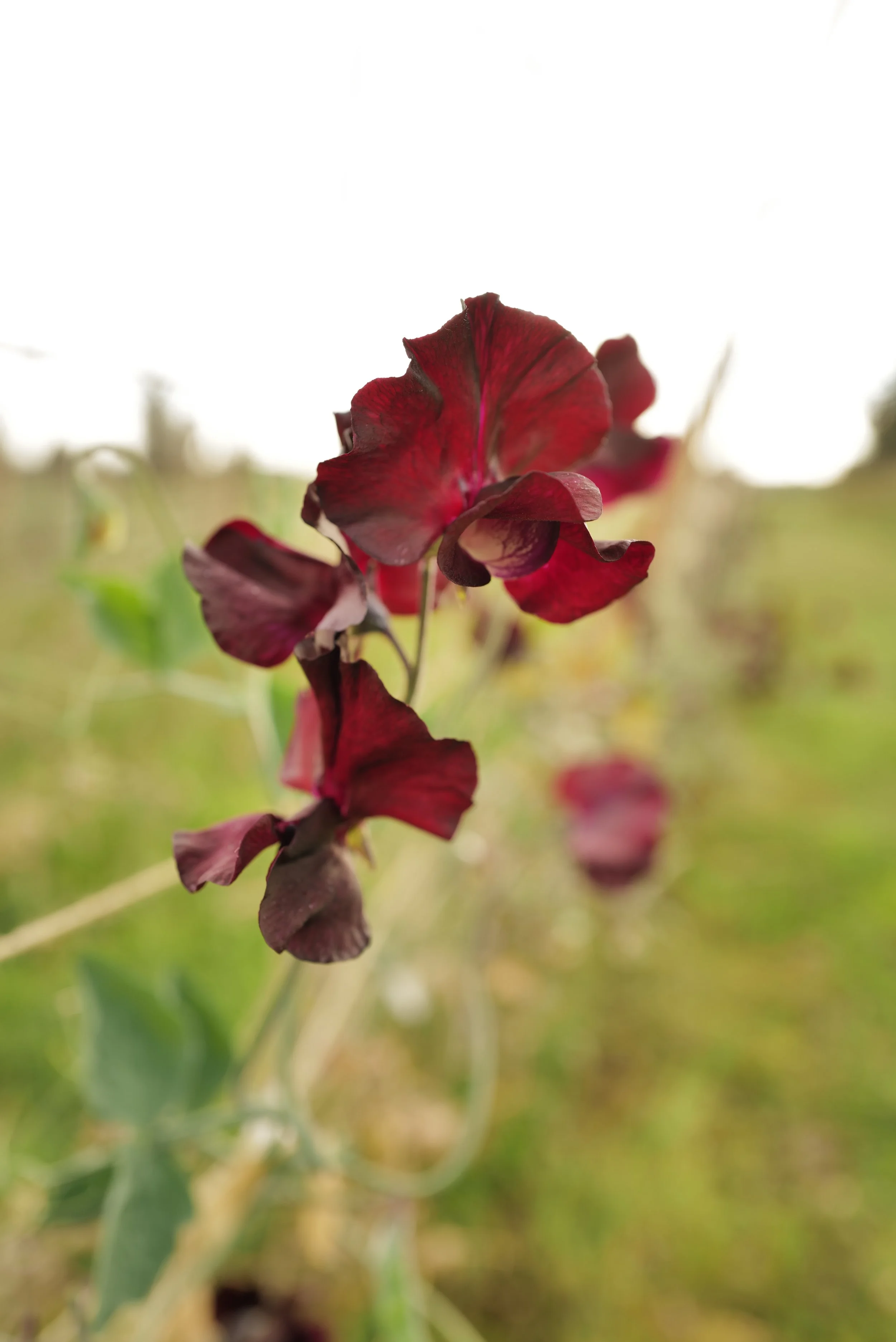 Sweet Pea Windsor