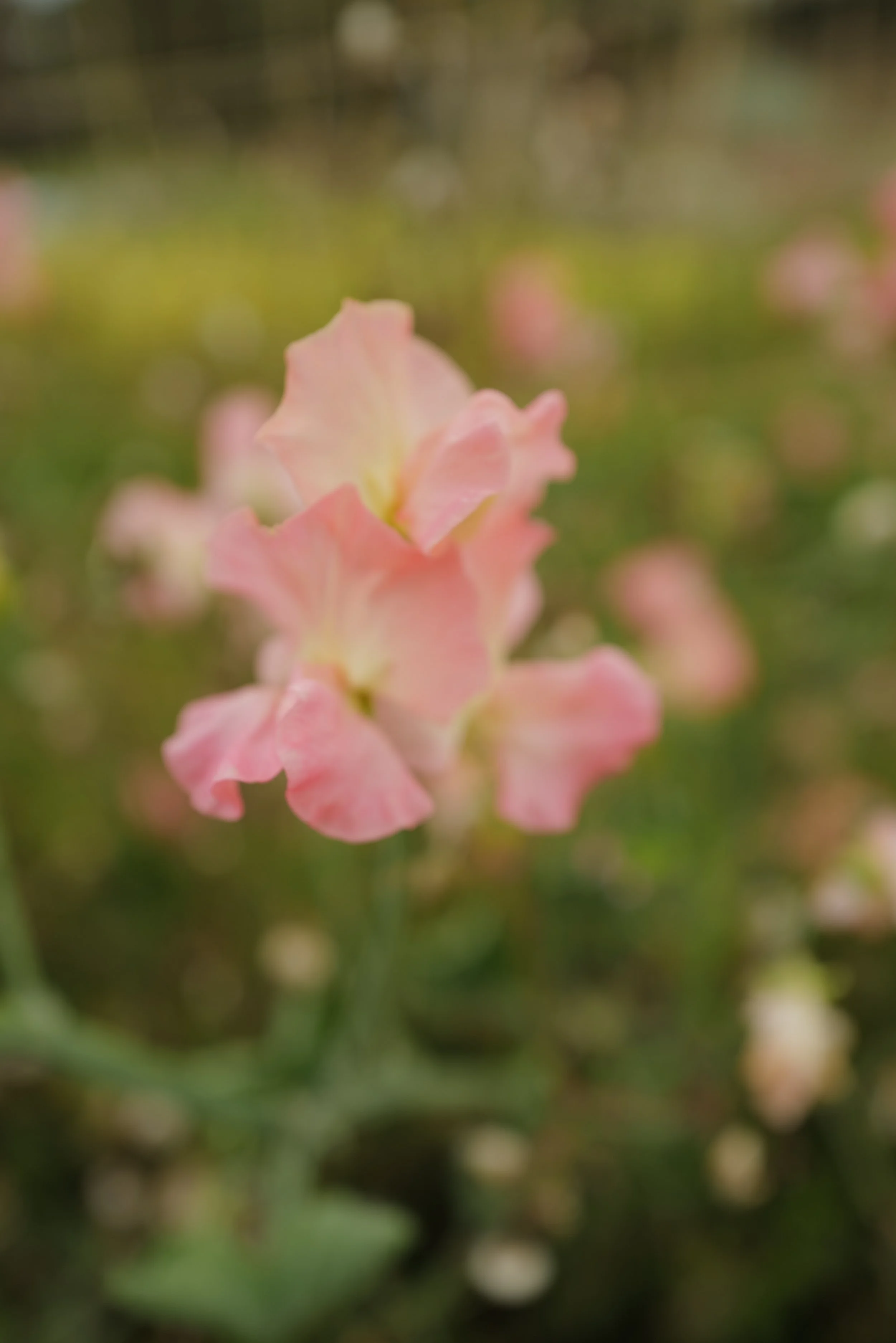 Sweet Pea Emma