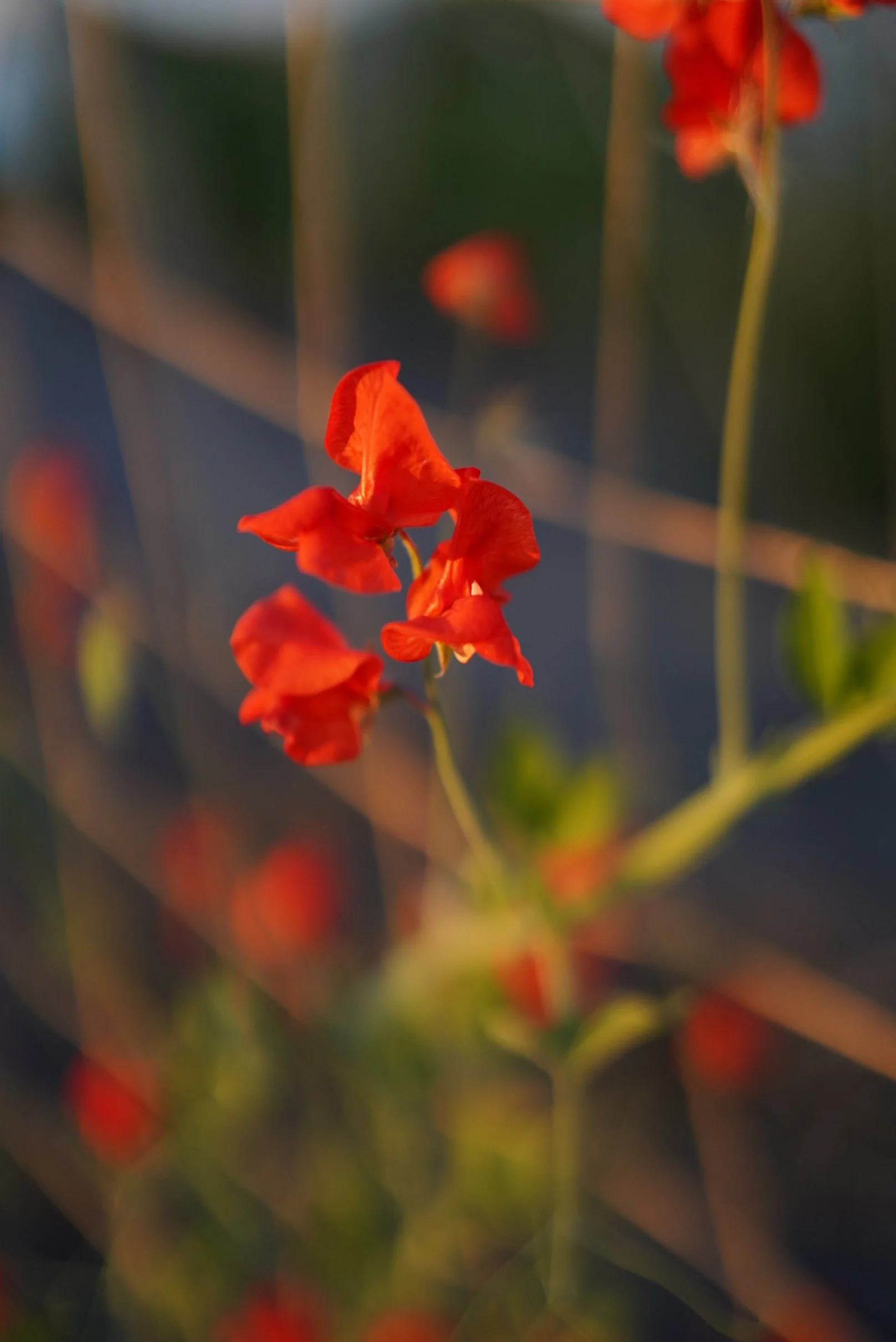 Sweet Pea Henry Eckford