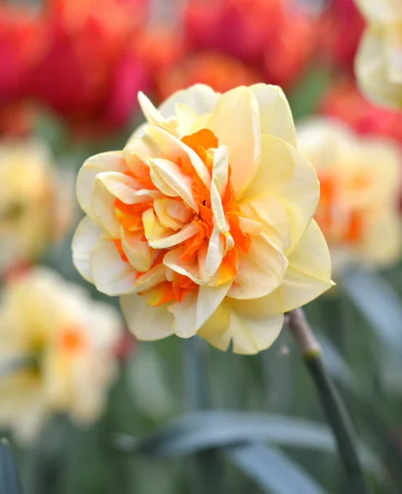 Daffodil Tahiti