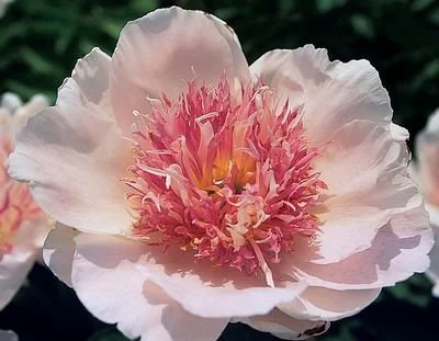 Peony Do Tell