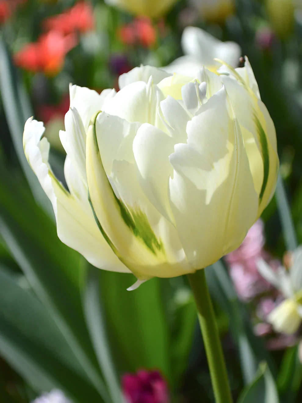 Tulip_Exotic_Emperor-1.webp
