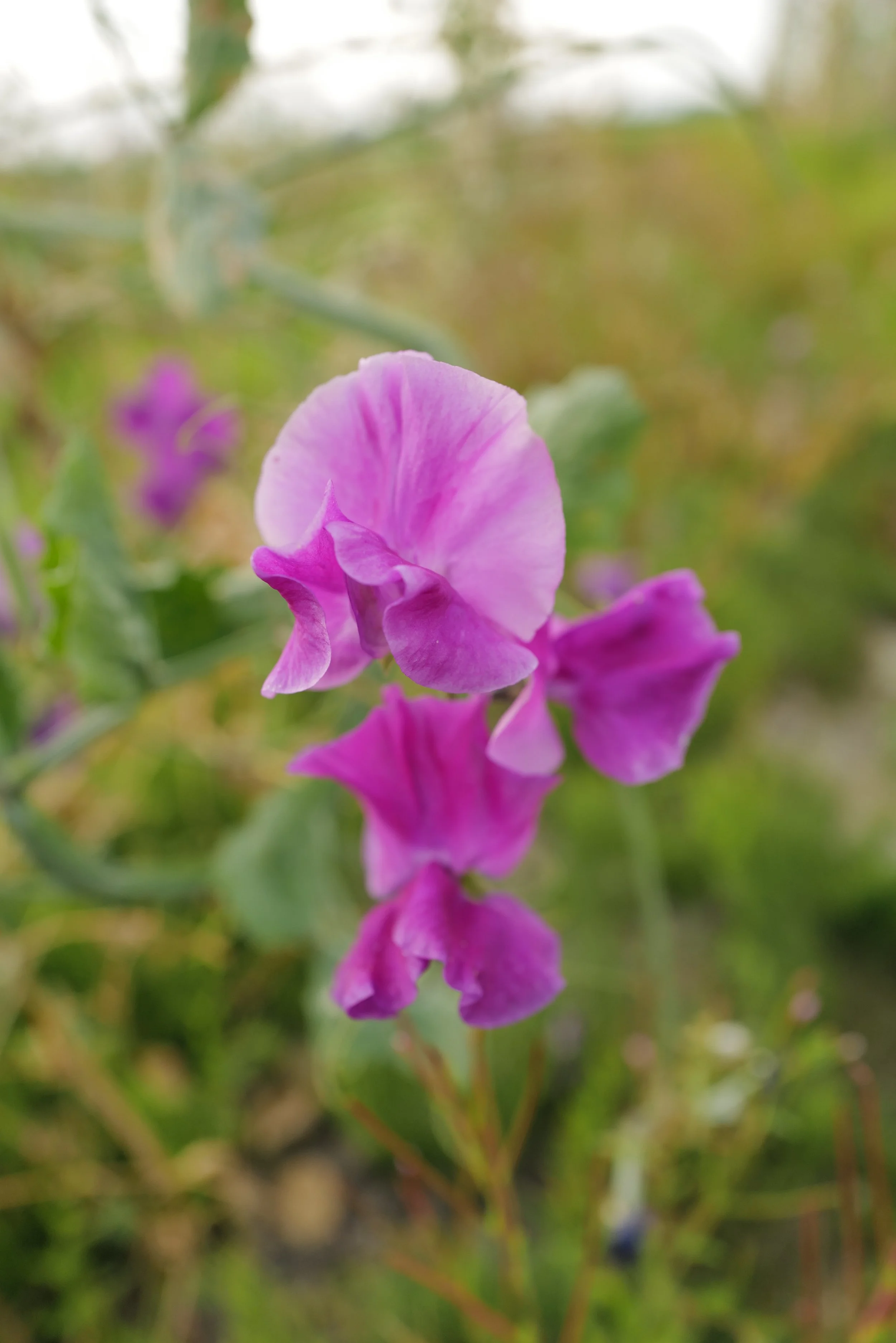 Sweet Pea Eclipse