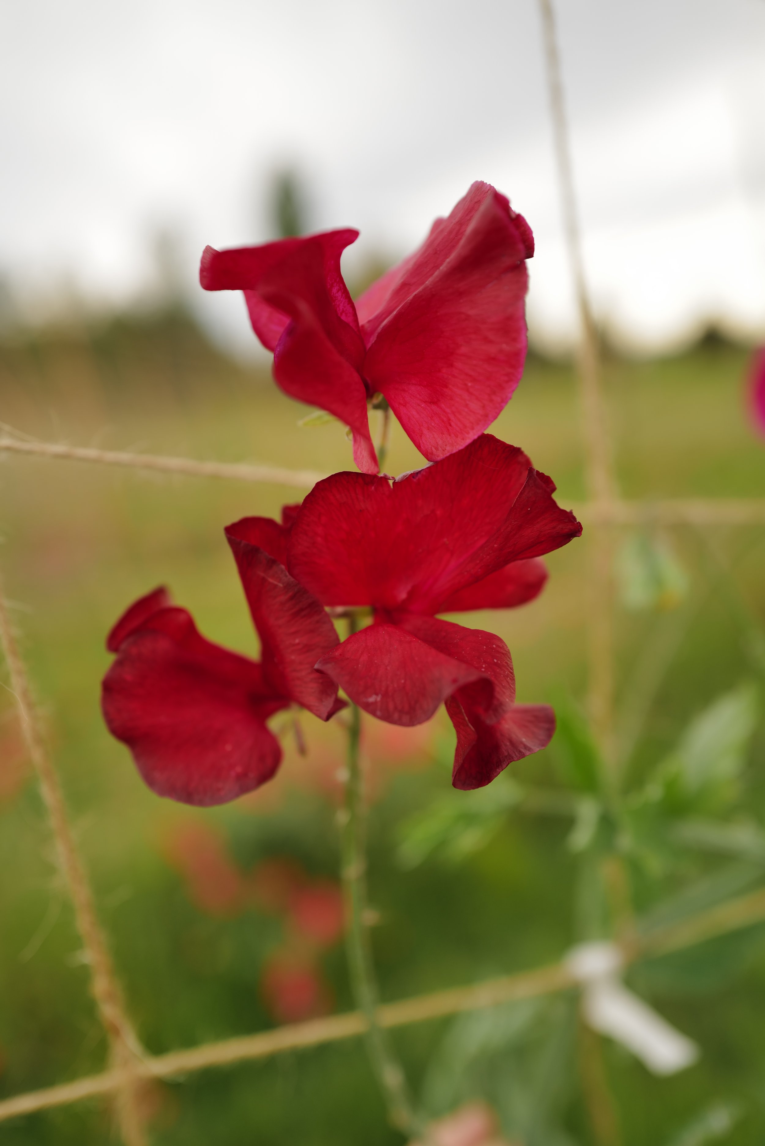 Sweet Pea Alison Valentini