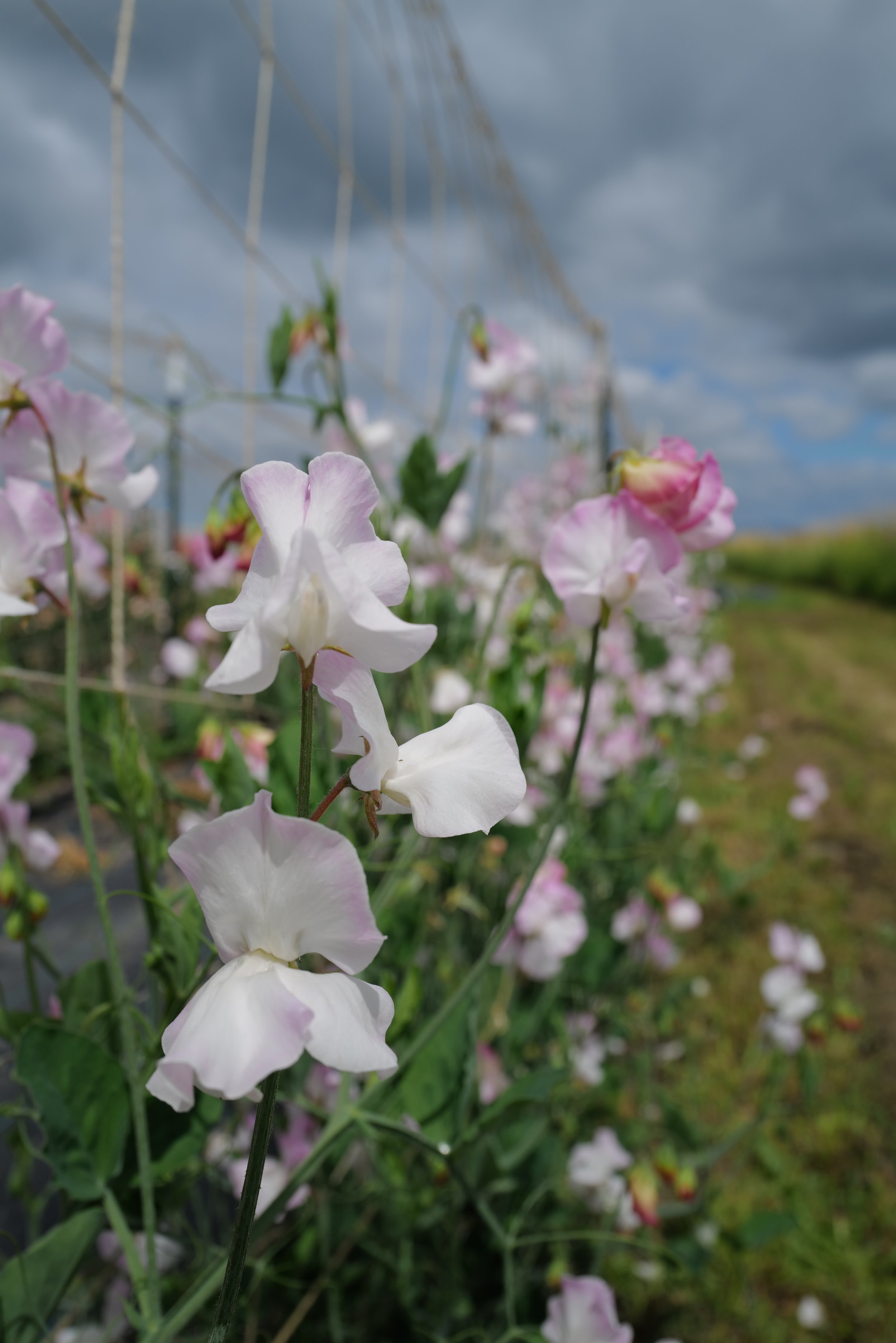Sweet Pea Takeda Sakura