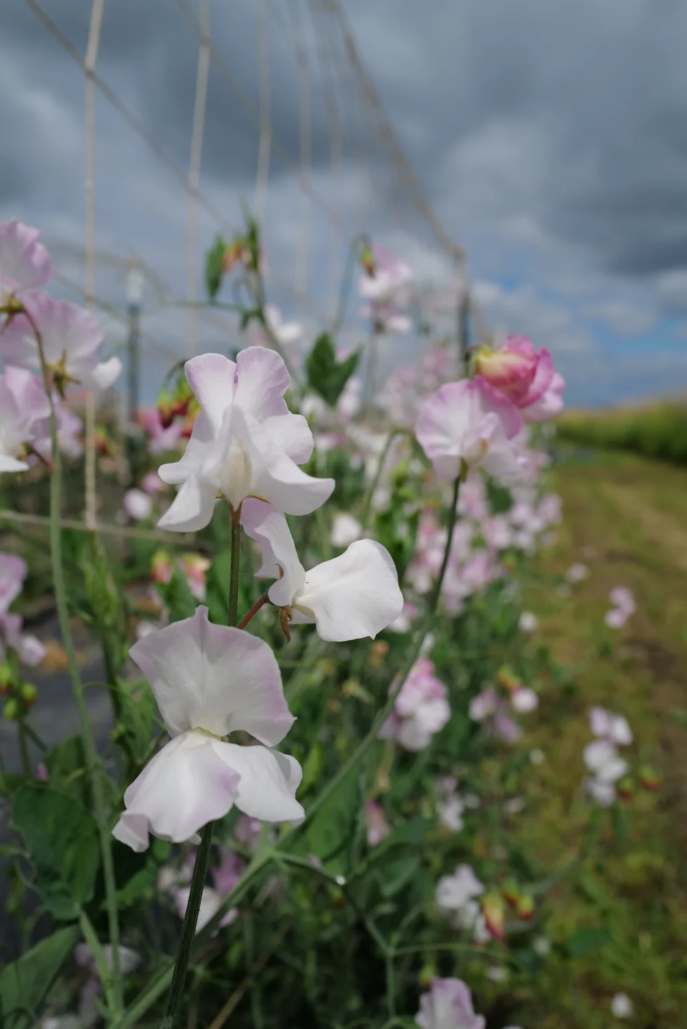 Shop | Sweet Pea Seeds & Garden Goods — Songbird Seed Co.