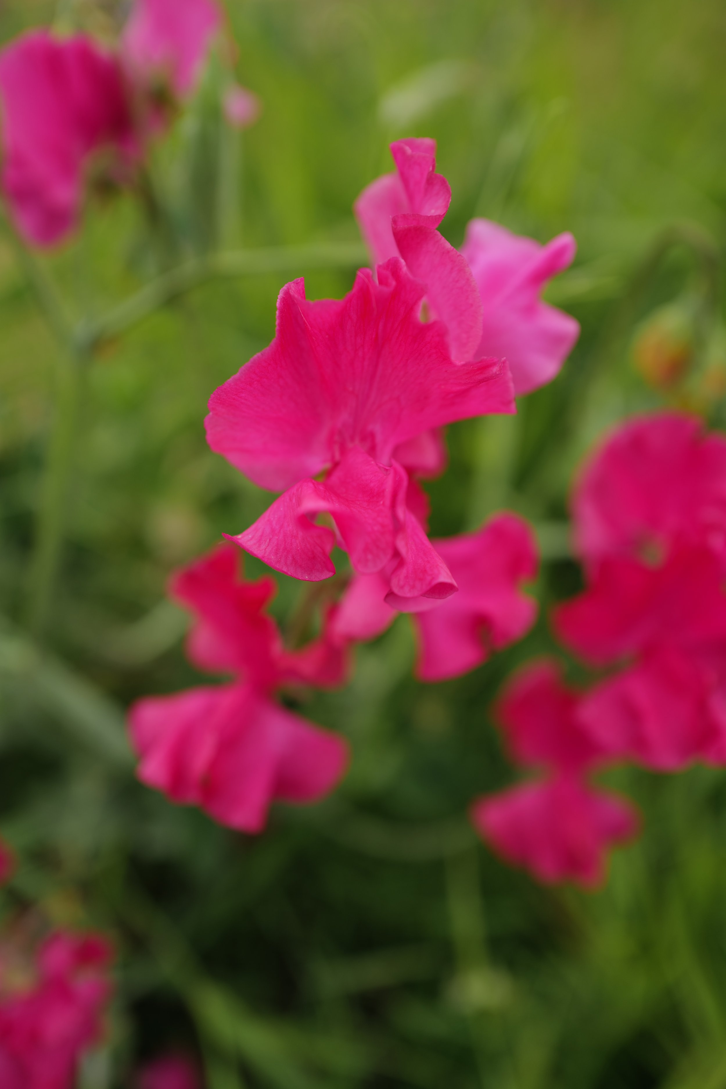 Sweet Pea Josie
