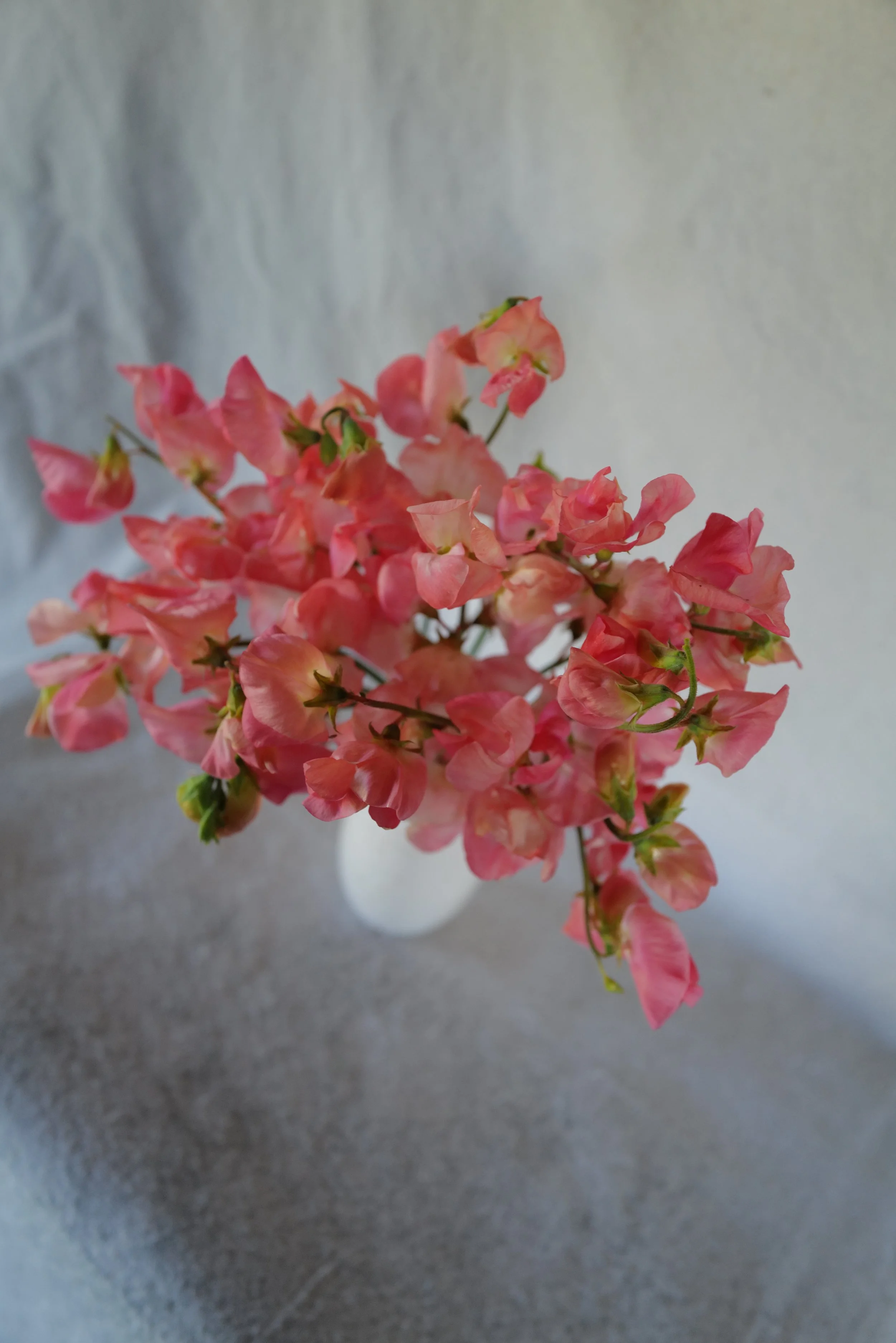 Candy Floss4.JPG