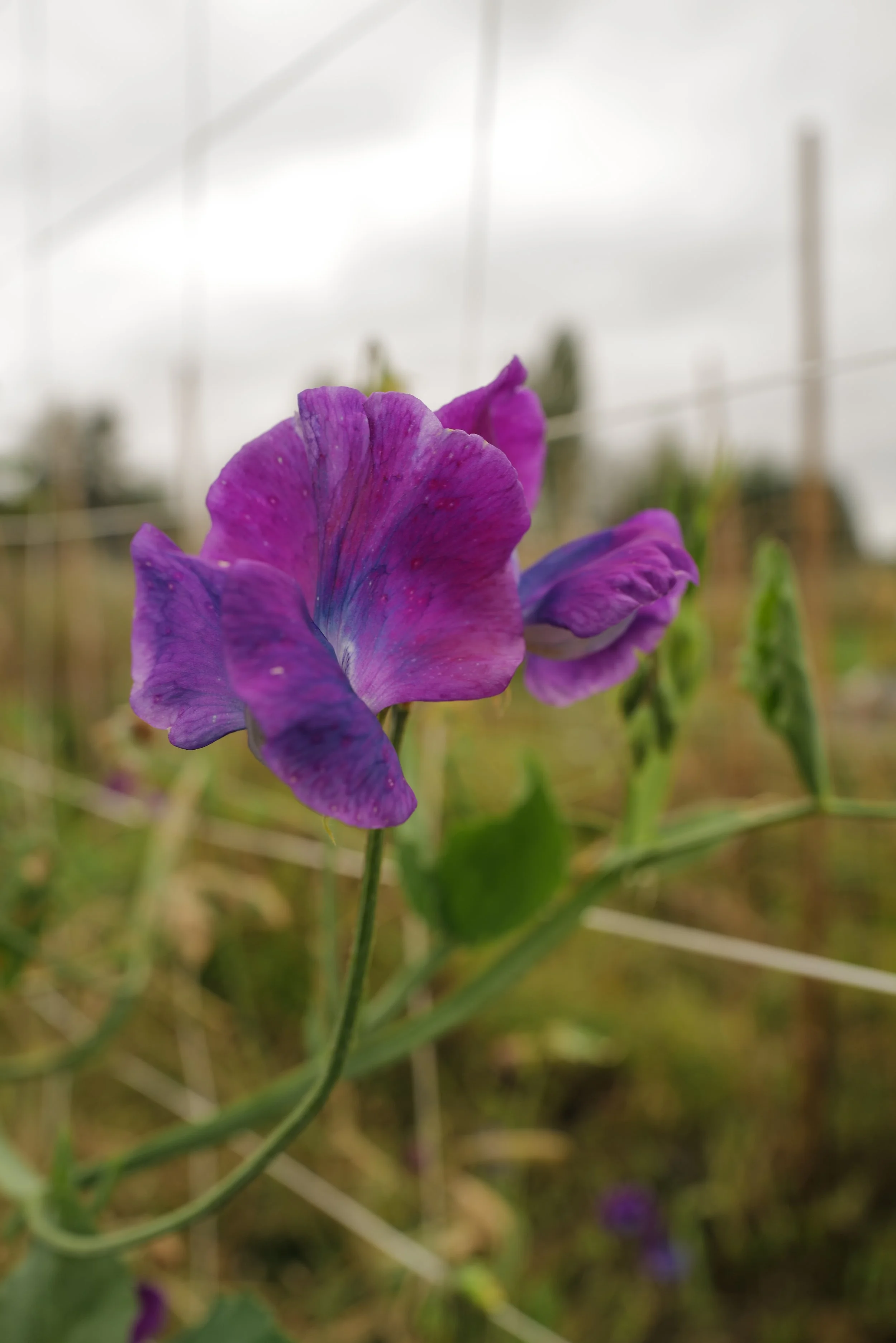 Blue Shift Sweet Pea - Songbird Seed Co..JPG