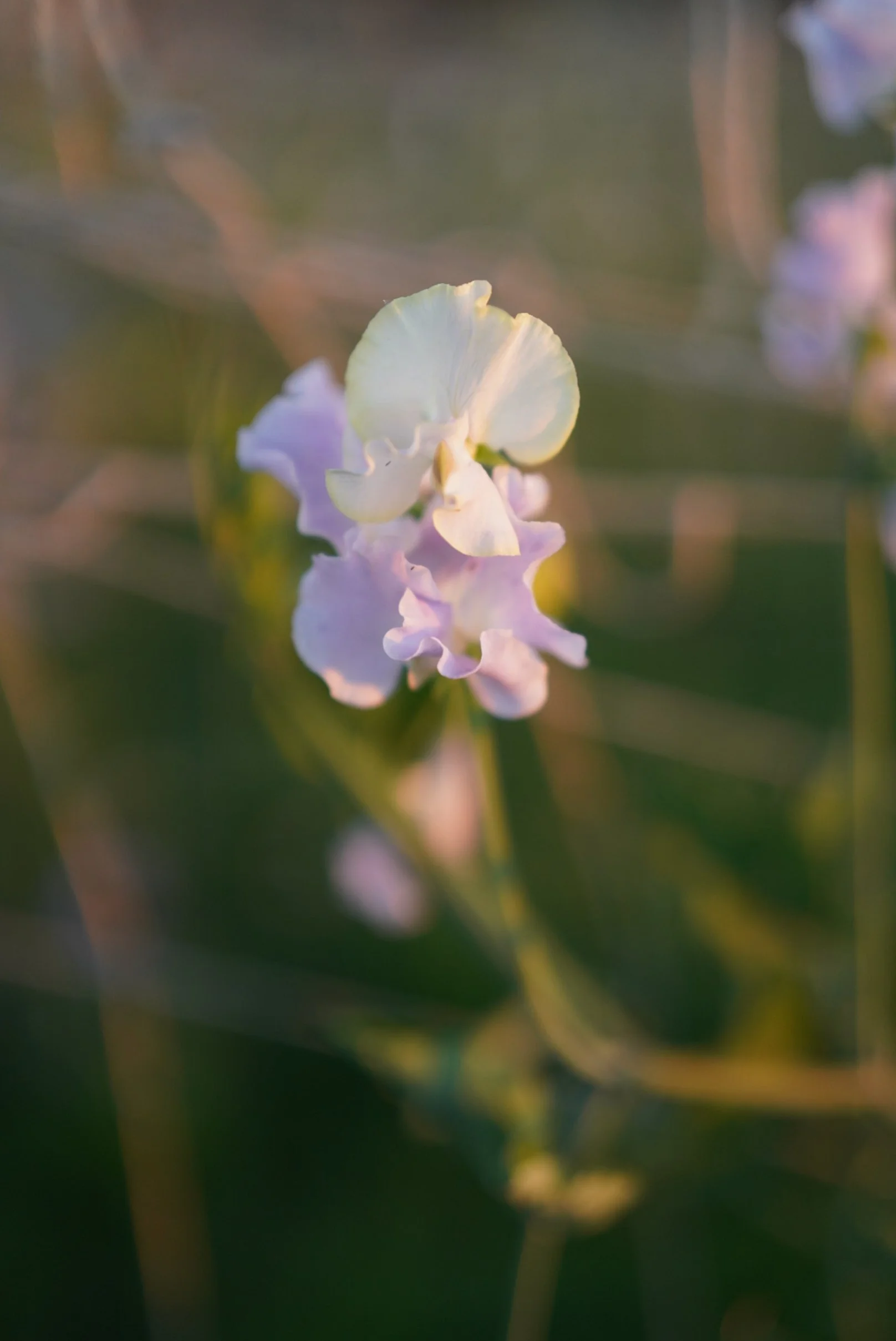 Cilla Sweet Pea - Songbird Seed Co..JPG