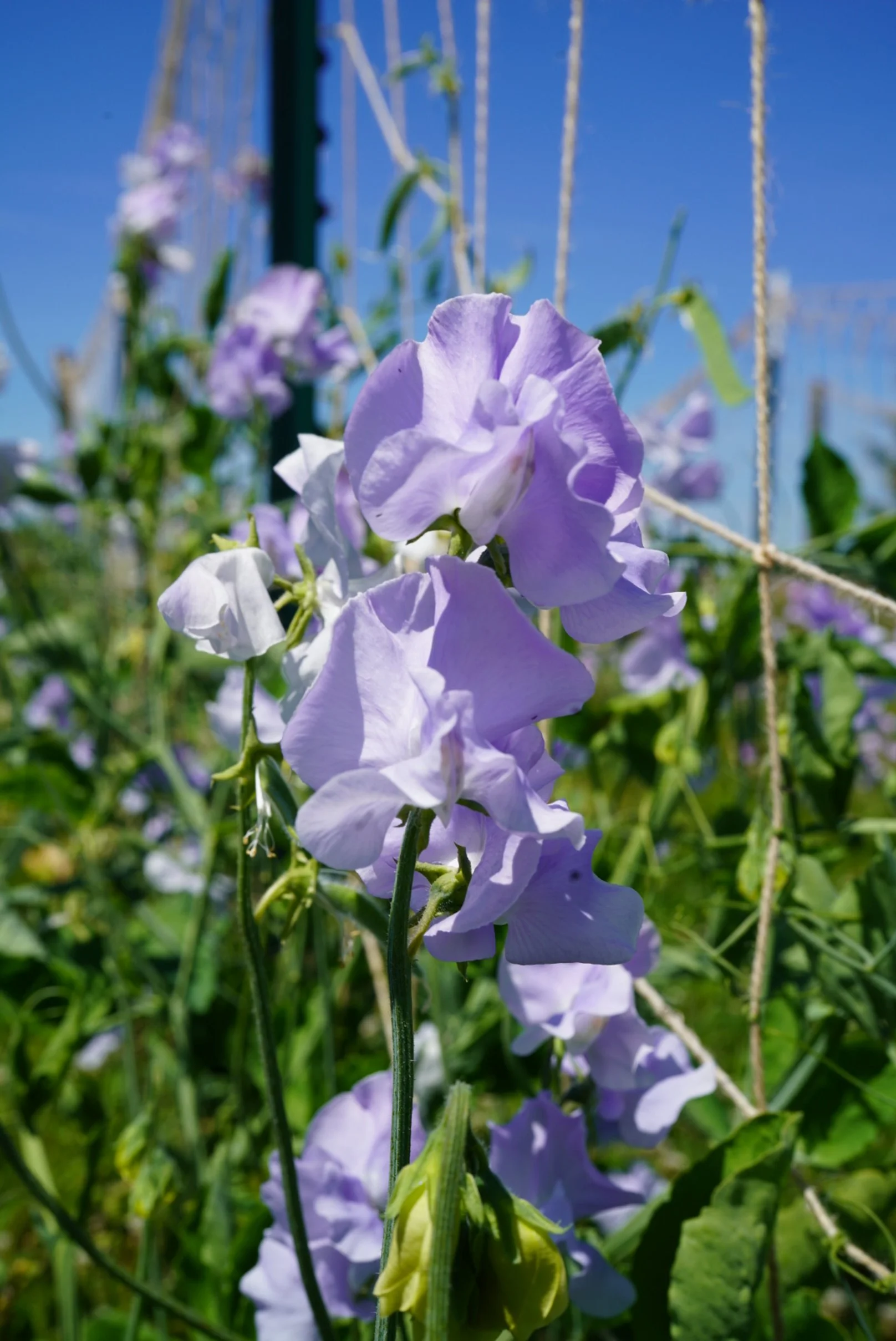 Sweet Pea Naomi Nazareth