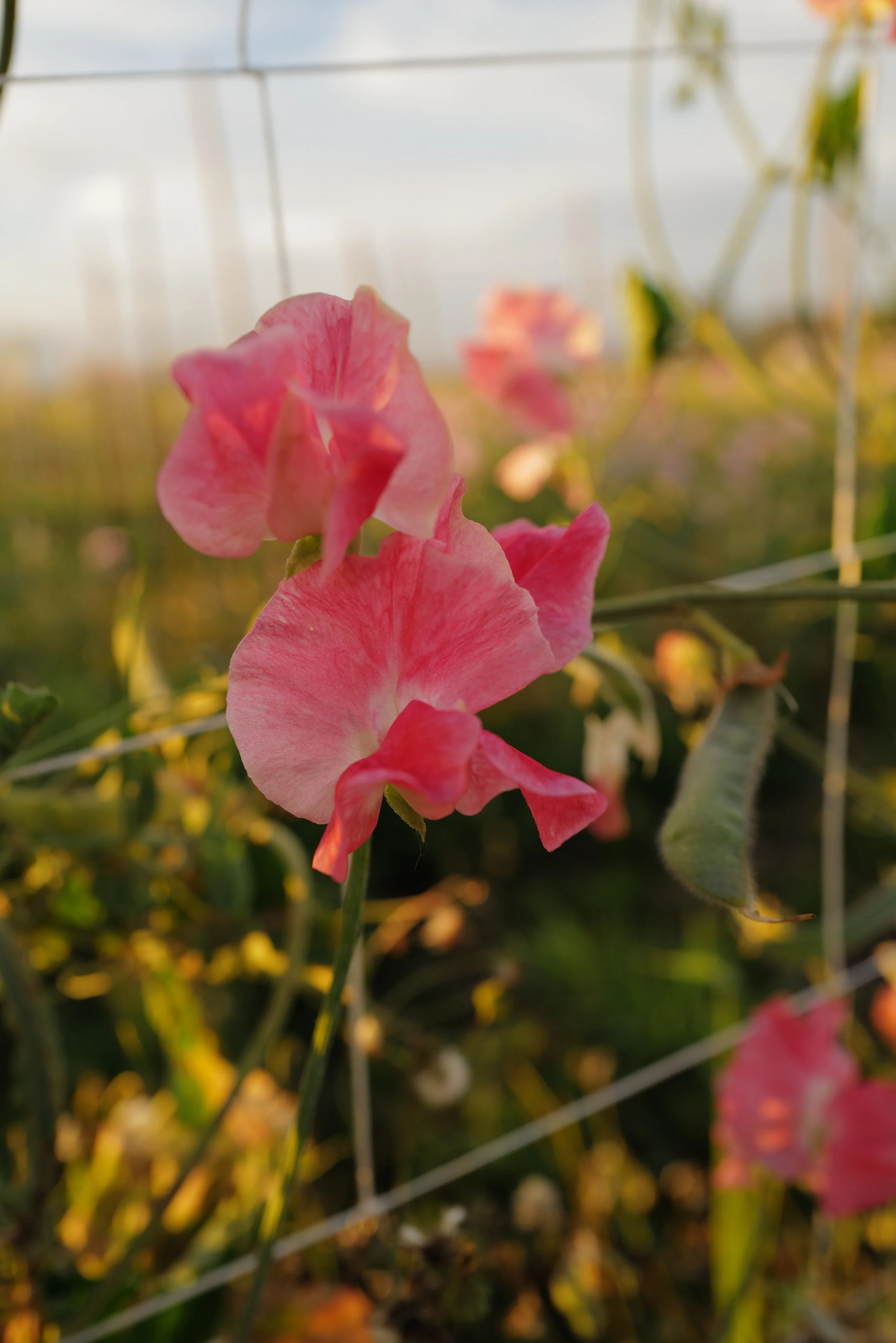 Sweet Pea Lizbeth