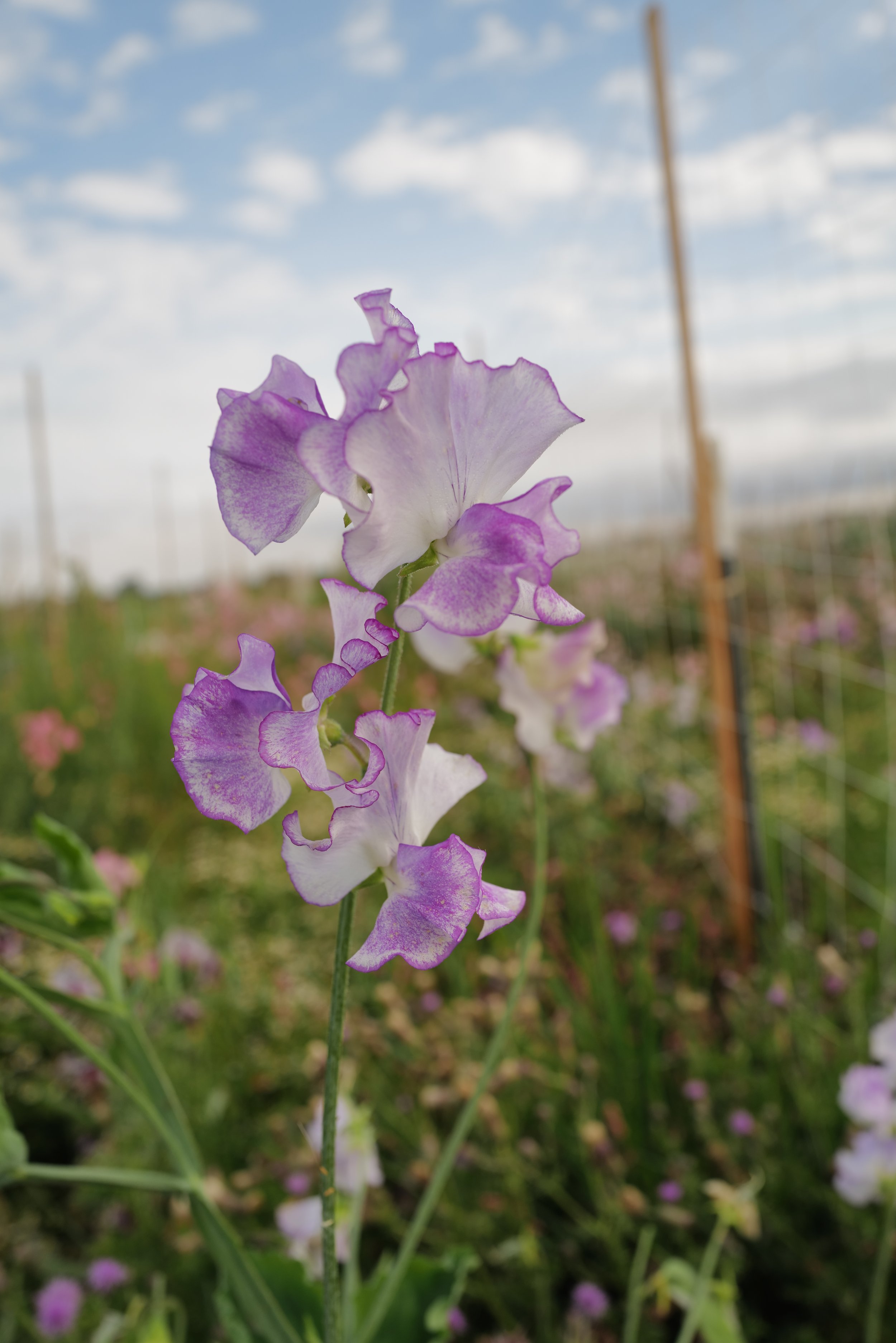 Sweet Pea Lilac Ripple