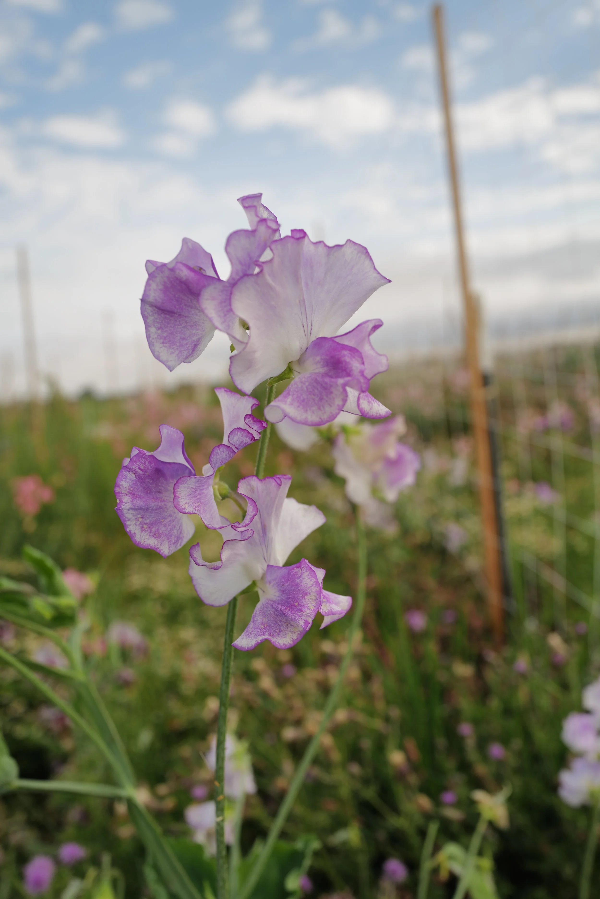 Sweet Pea Lilac Ripple