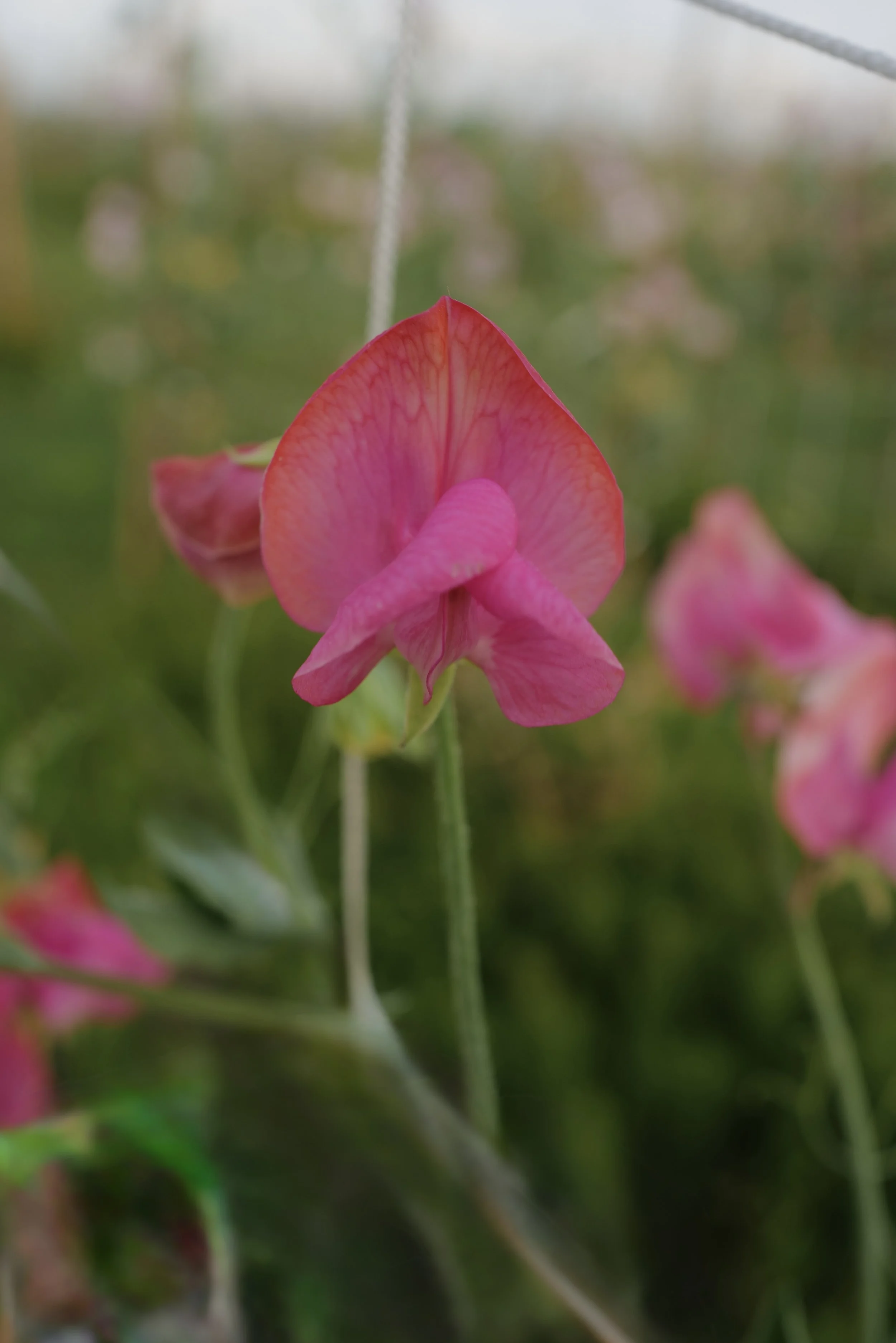Sweet Pea Miss Willmott