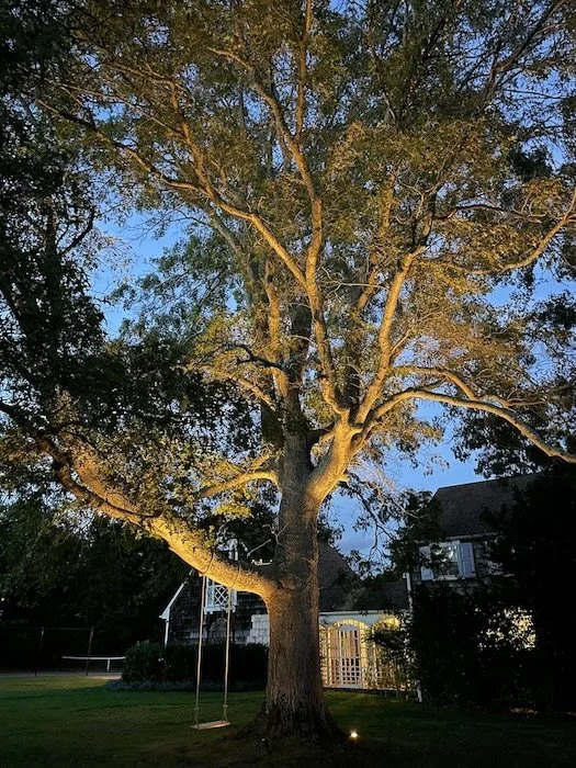A tall, mature tree illuminated with spotlights, highlighting its sculptural natural form. Location: Westhampton, NY.