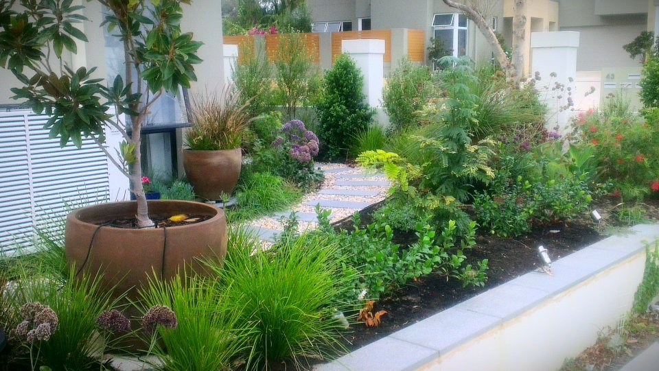 BEFORE: Lush but water-wise native and exotic blend garden