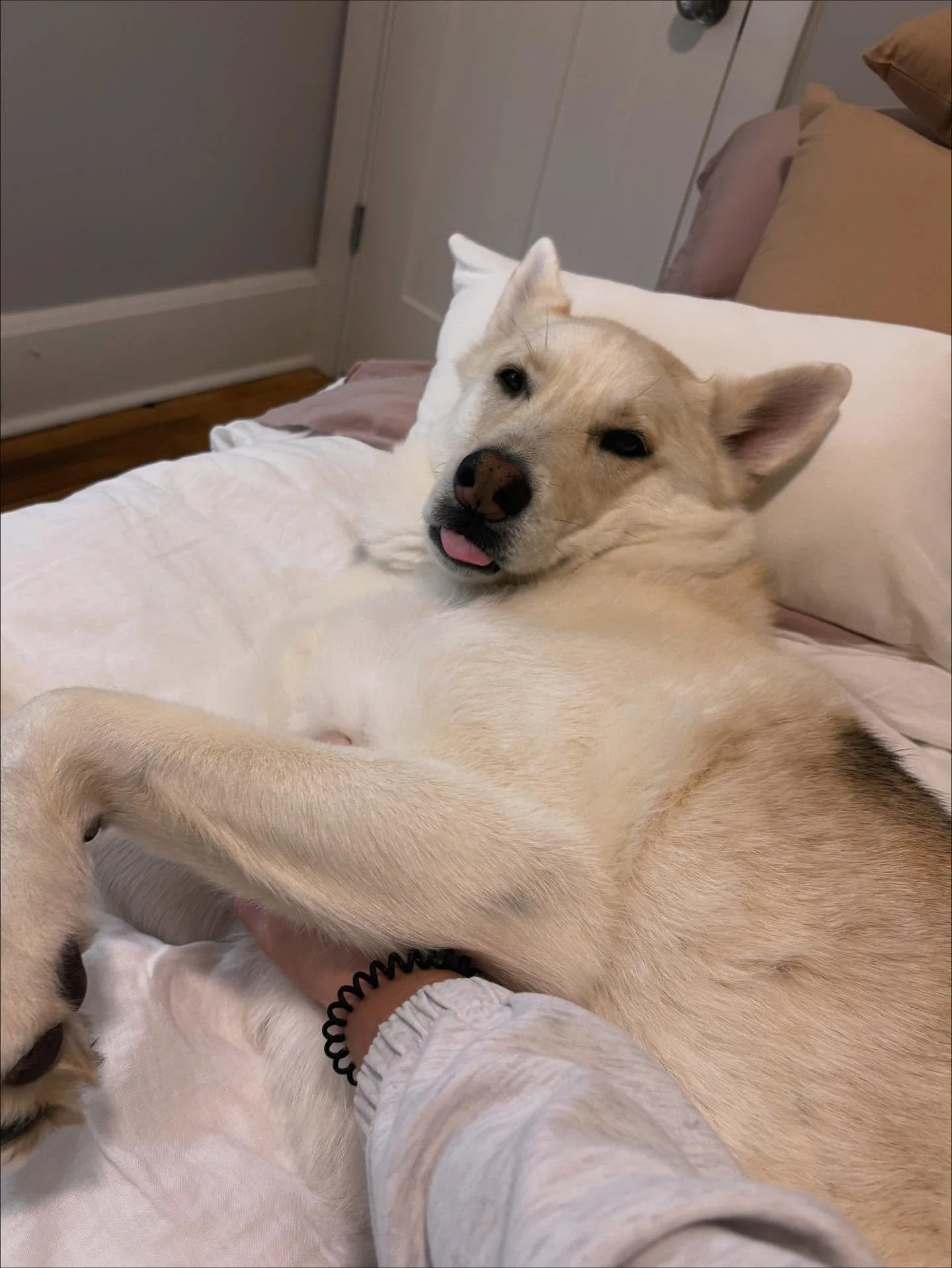 Annabelle spent the weekend with sweet Finnegan a couple weeks ago &mdash; and let&rsquo;s just say she fell head over heels for this guy. 🥰

Since Annabelle joined our team, we&rsquo;ve been so impressed by her attentiveness and the genuine love an