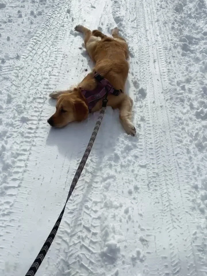 Stacie is up against the biggest snow monster!!! 🥹❄️🥰🤣