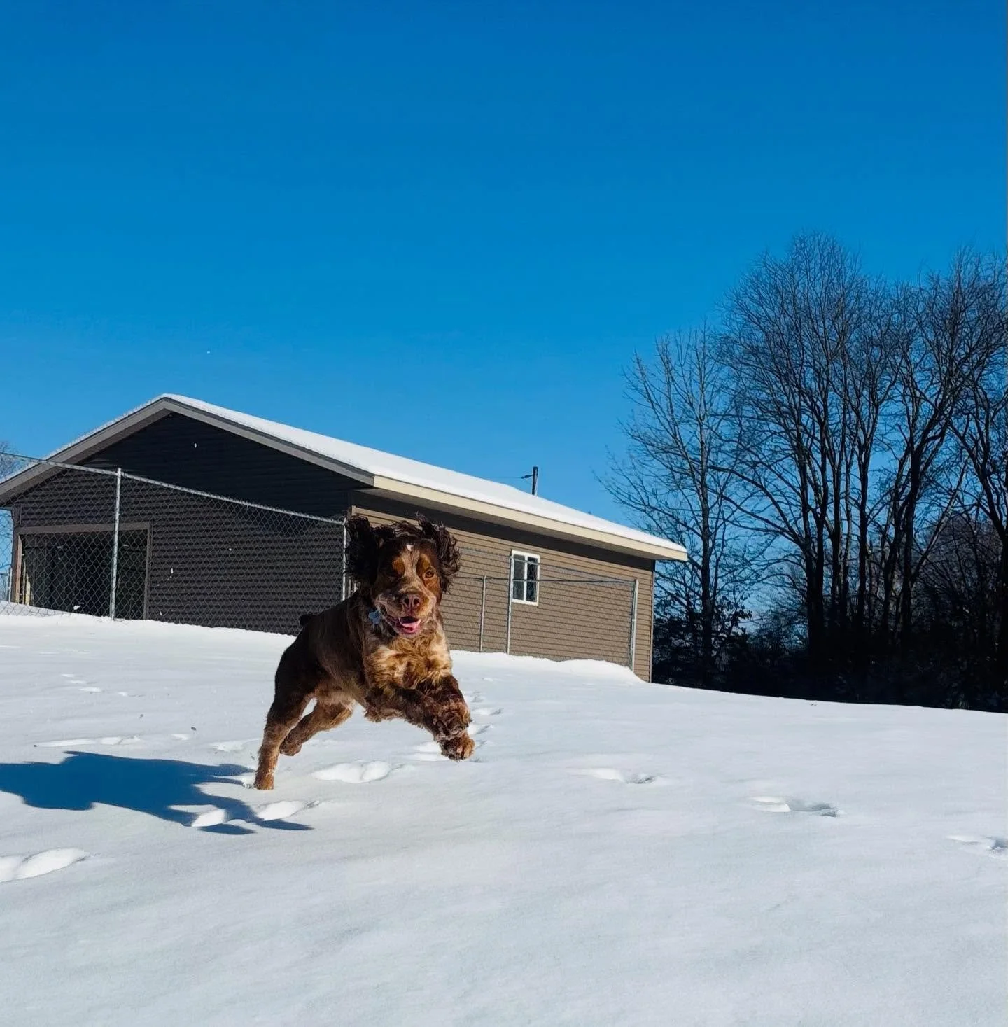 ollie bear is proud to announce that all of his hard work has paid off!!! and with no help at all from his pawrents, he purchased his very own home and land!! 😉🥰🥹

hehe congrats Ollie bear &amp; fam!❄️