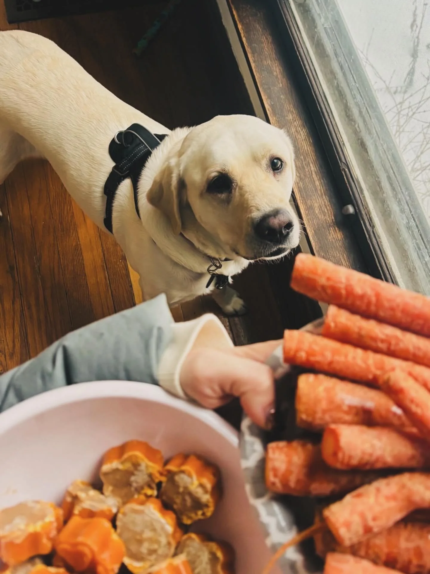 homemade treat delivery for my friend, Benners 🥰🥕🎃🥜