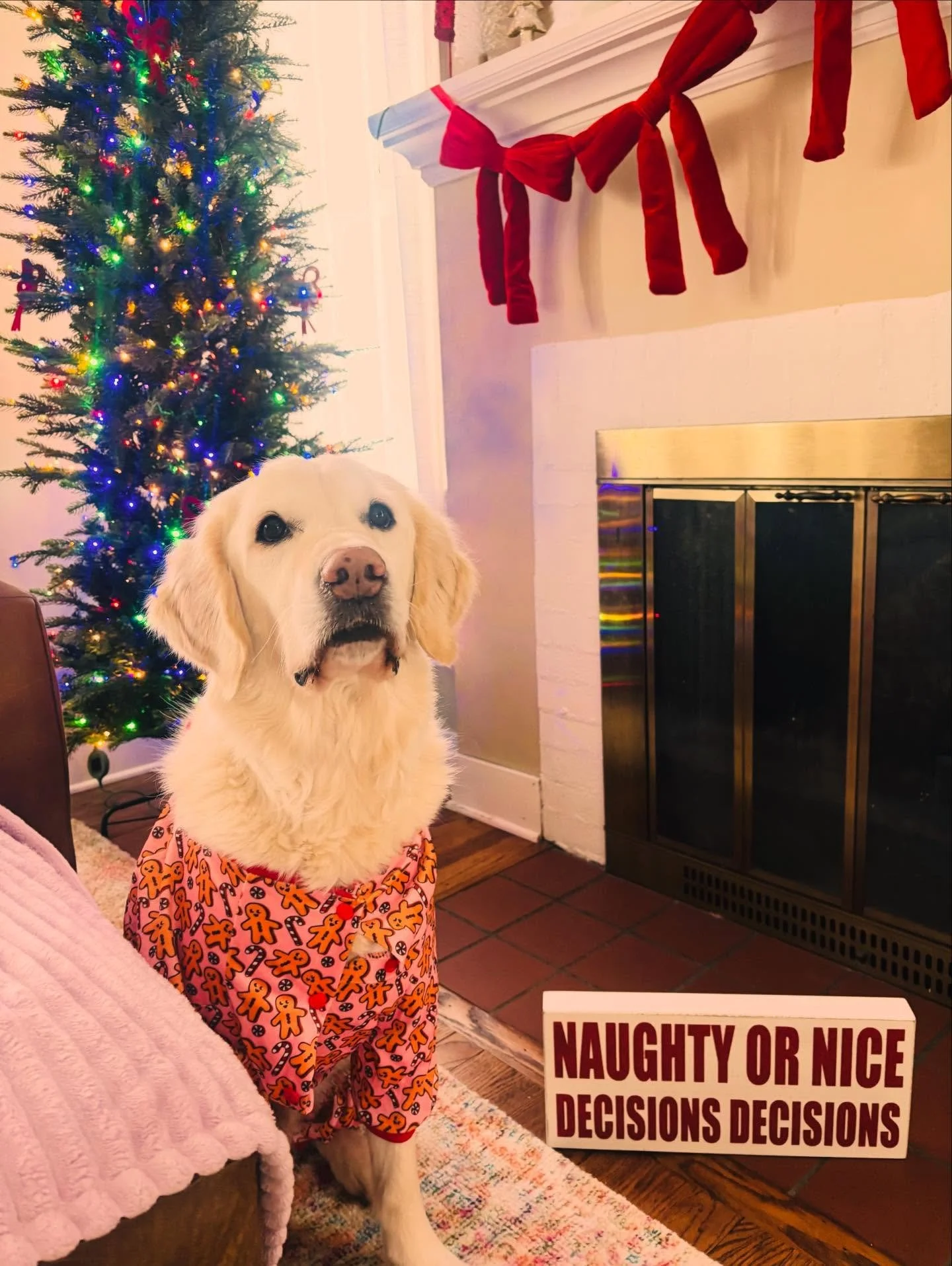 Frankie said he was indeed very nice all year long🤫🎄🥰🥹